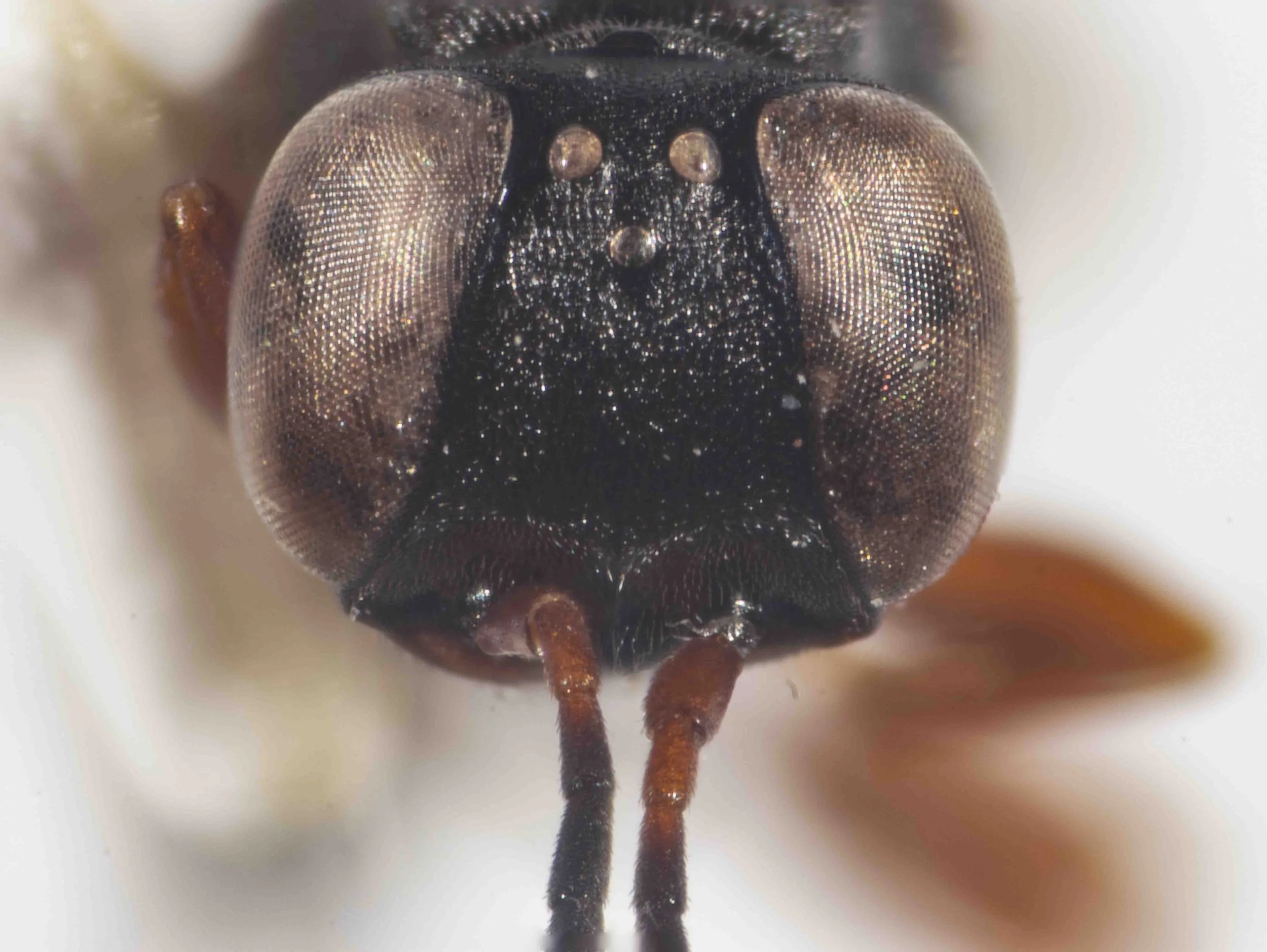 eye shape, ocelli
