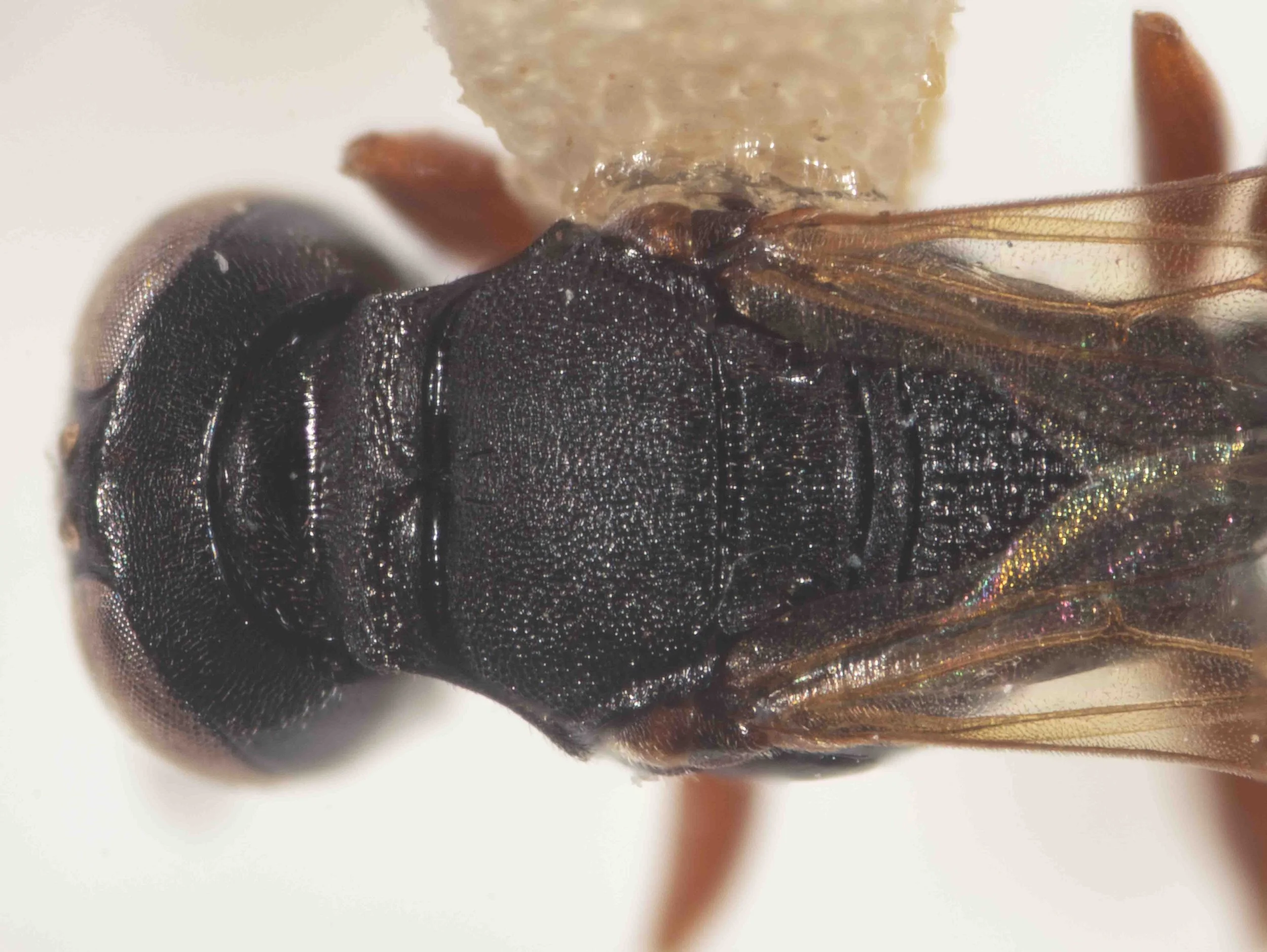 pronotum