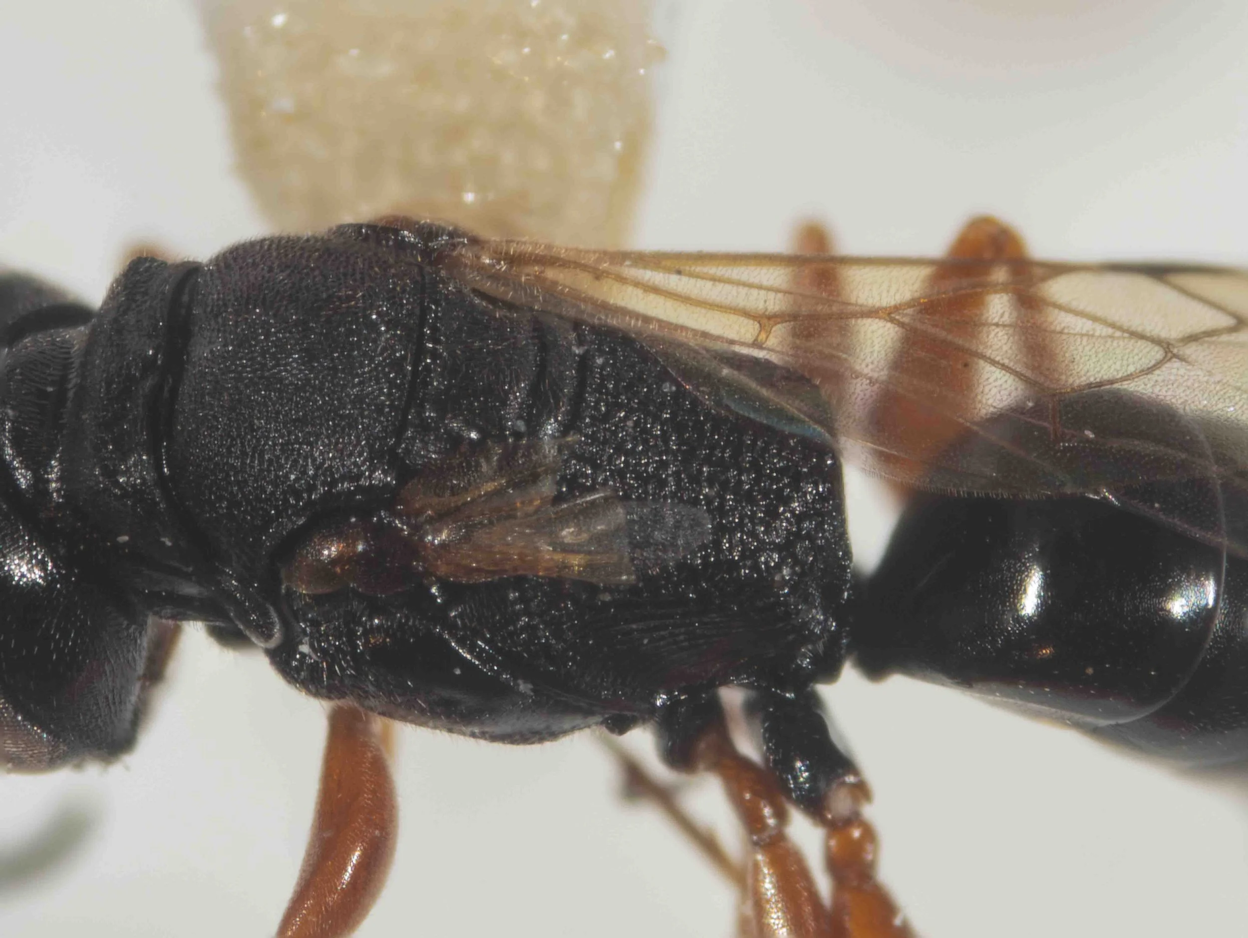 mesosoma