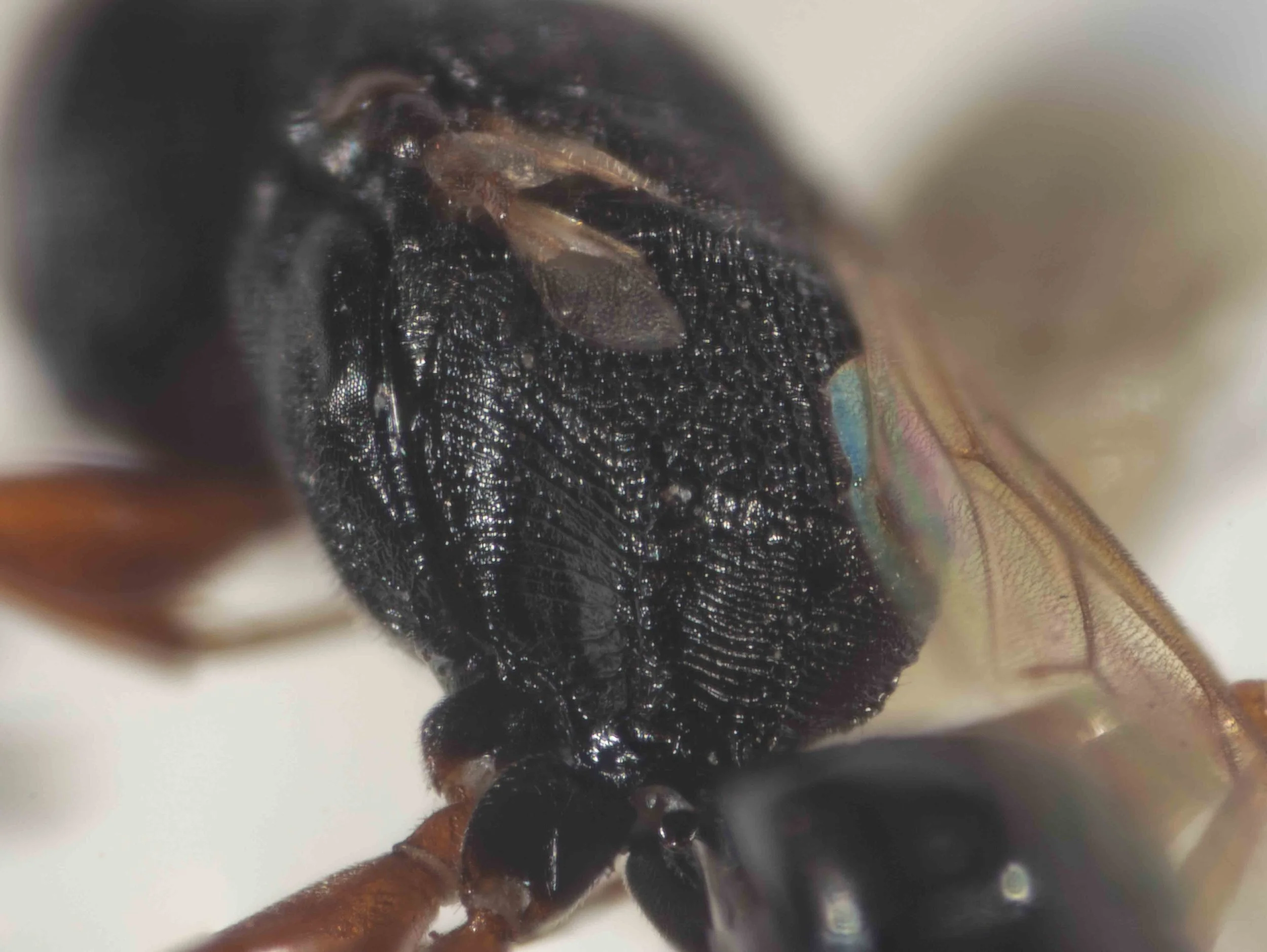 mesosoma