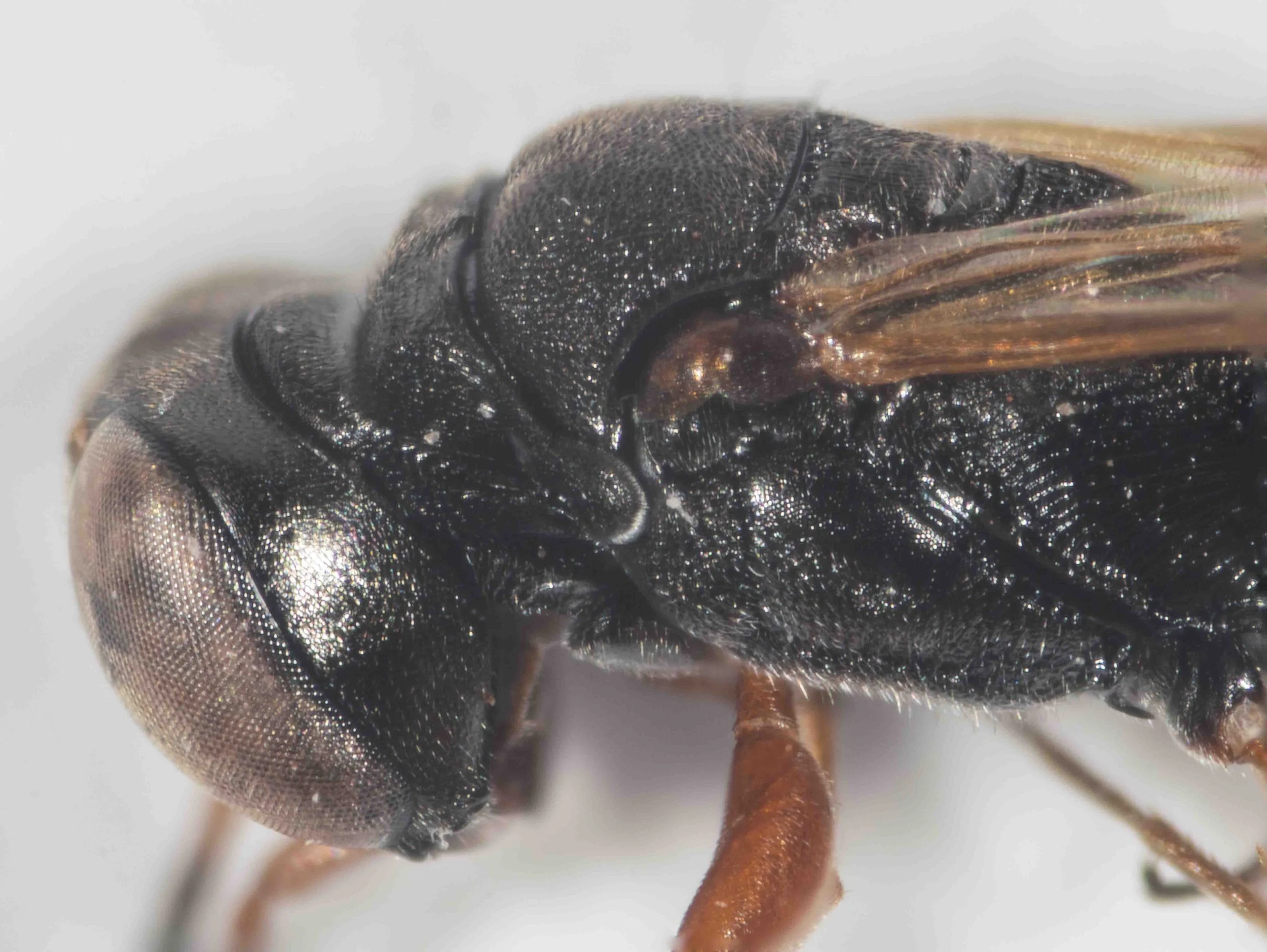 pronotum