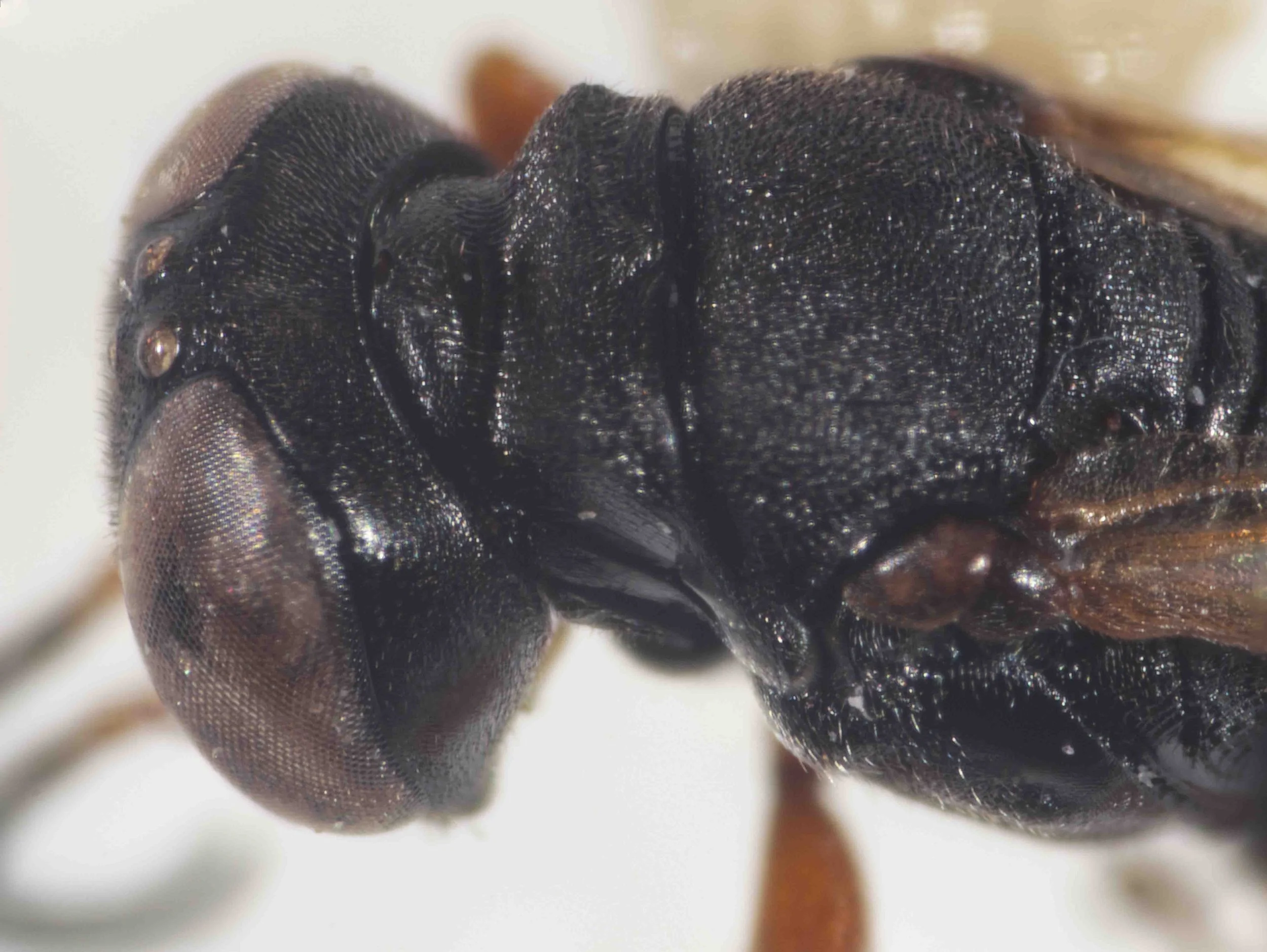 pronotum