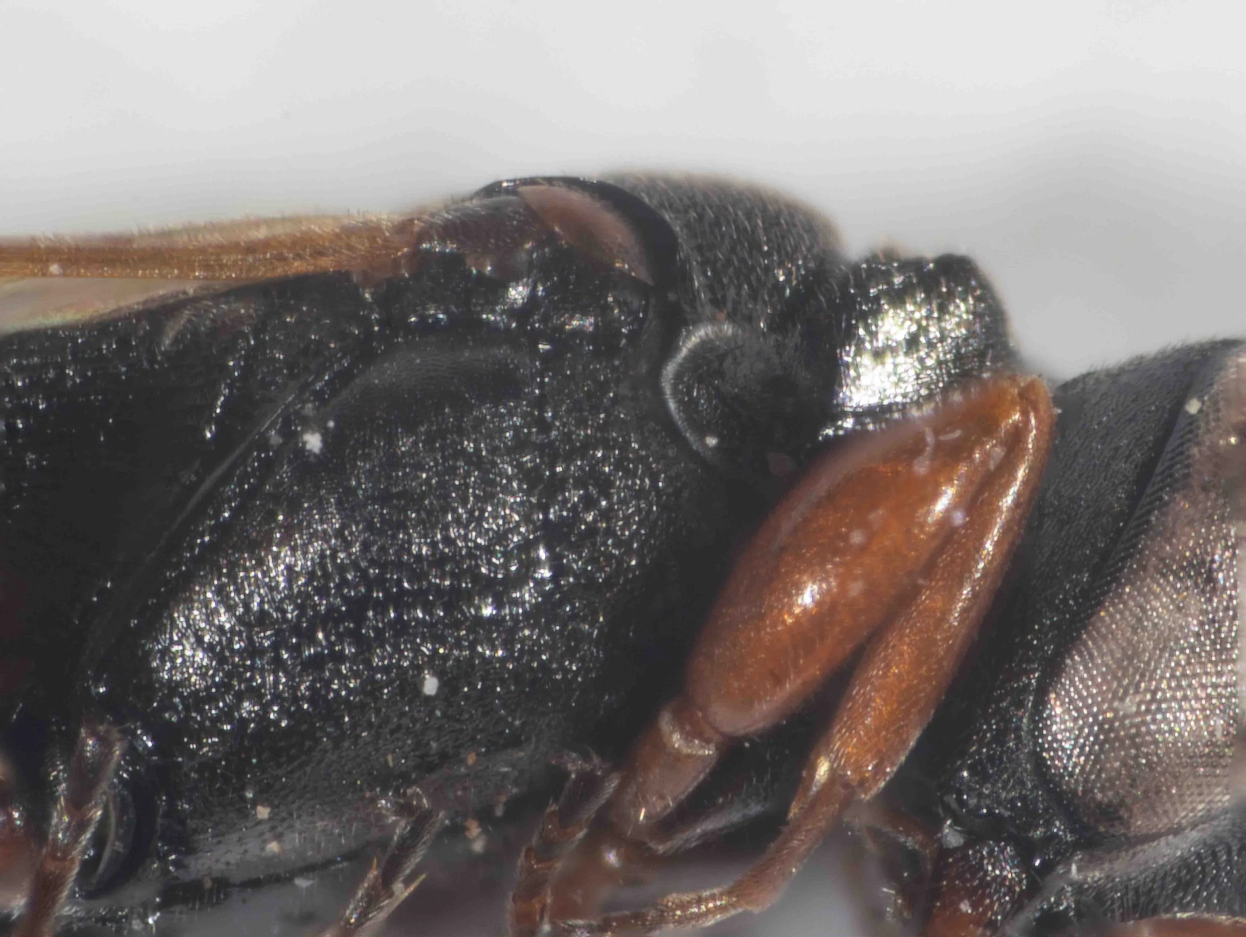 pronotum