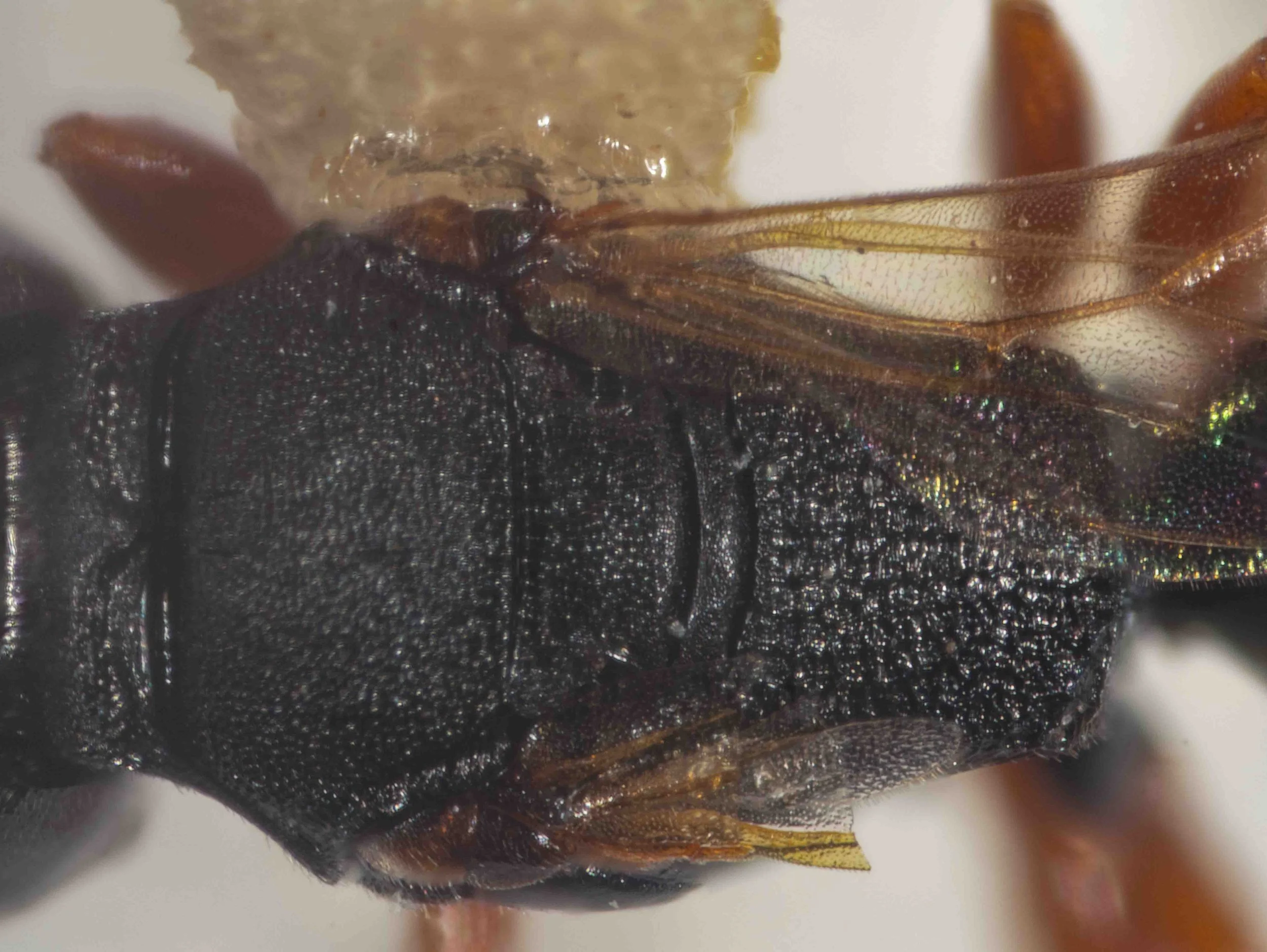 mesosoma