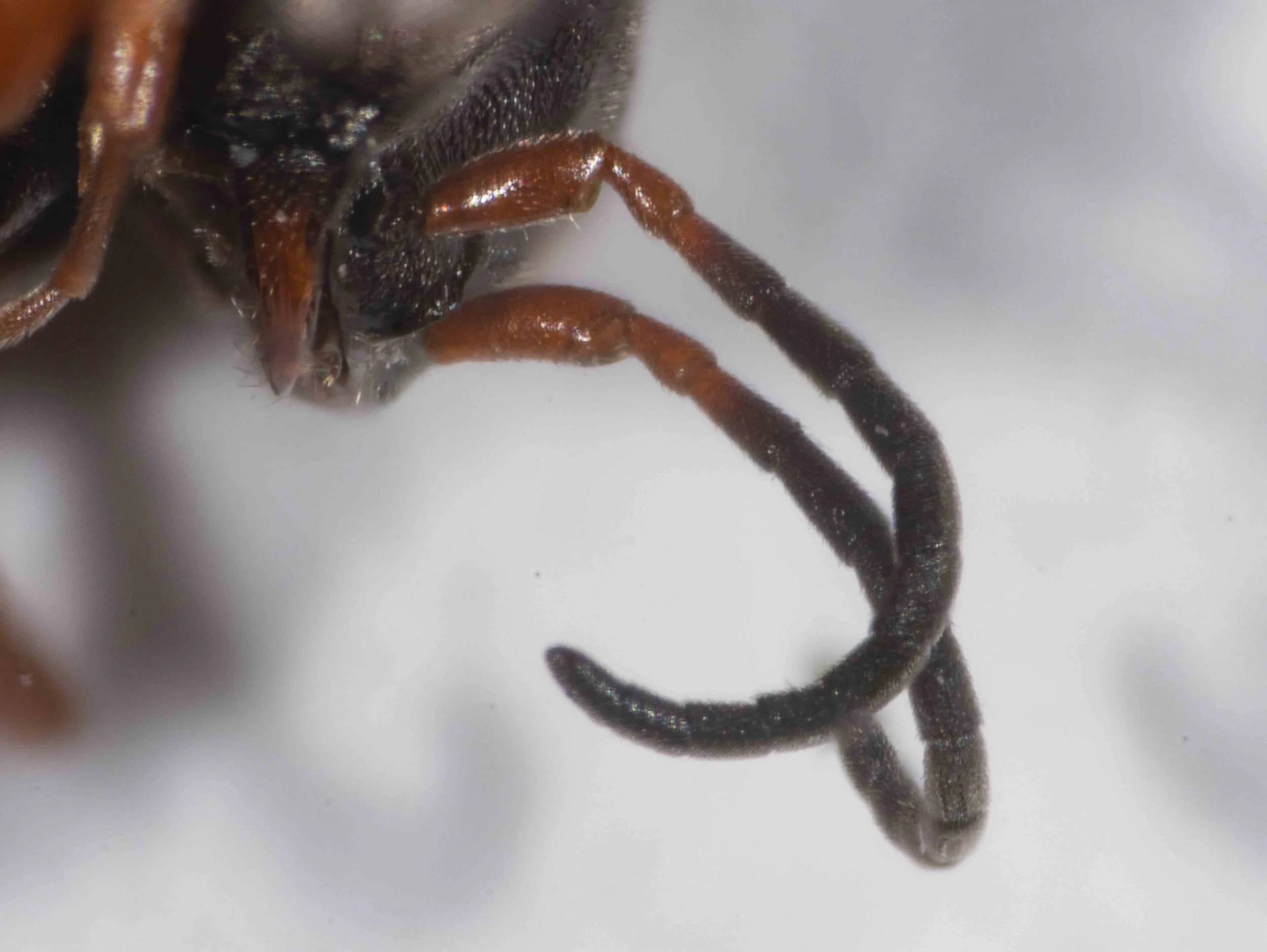 antennal colour