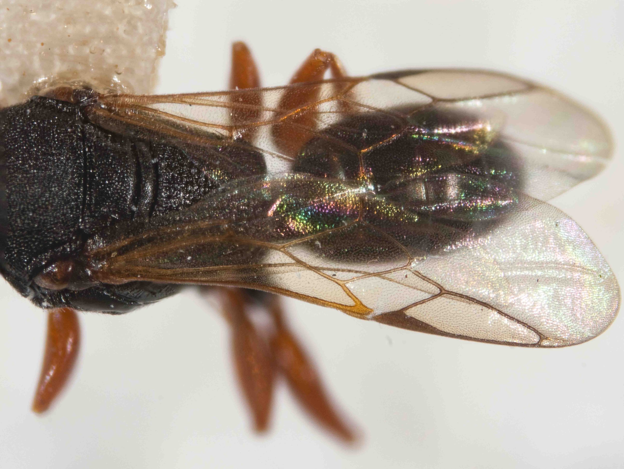 wing colour & venation