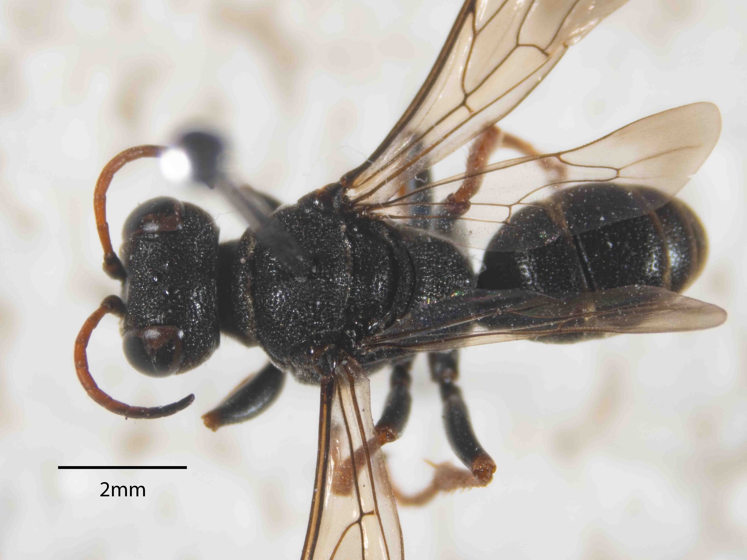  BODY LENGTH  Based on 10 specimens, Lomholdt gave the size range as 9.5-12mm.  2512D has a body length of ~9.5mm 