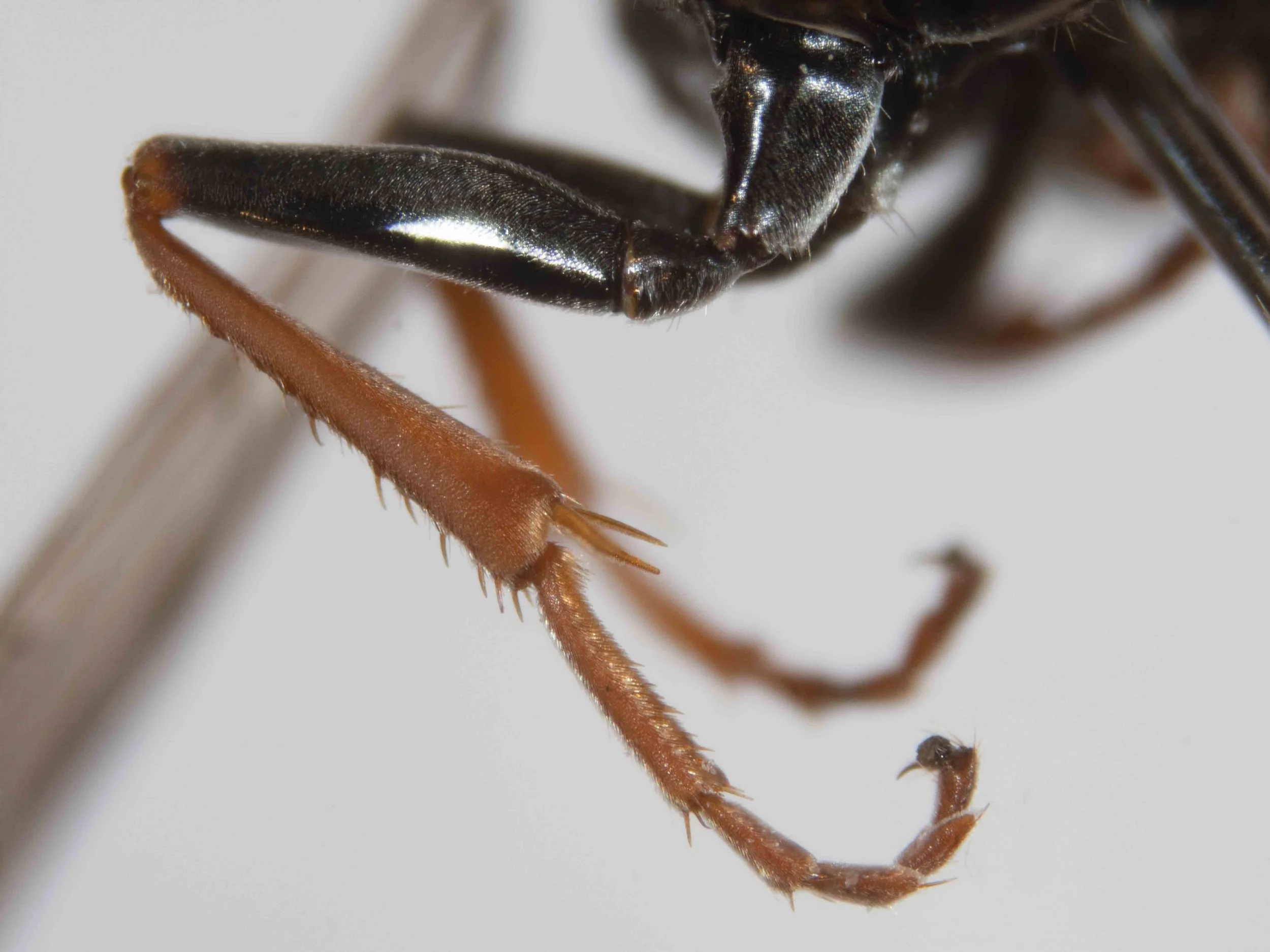  hind leg, posterior view 