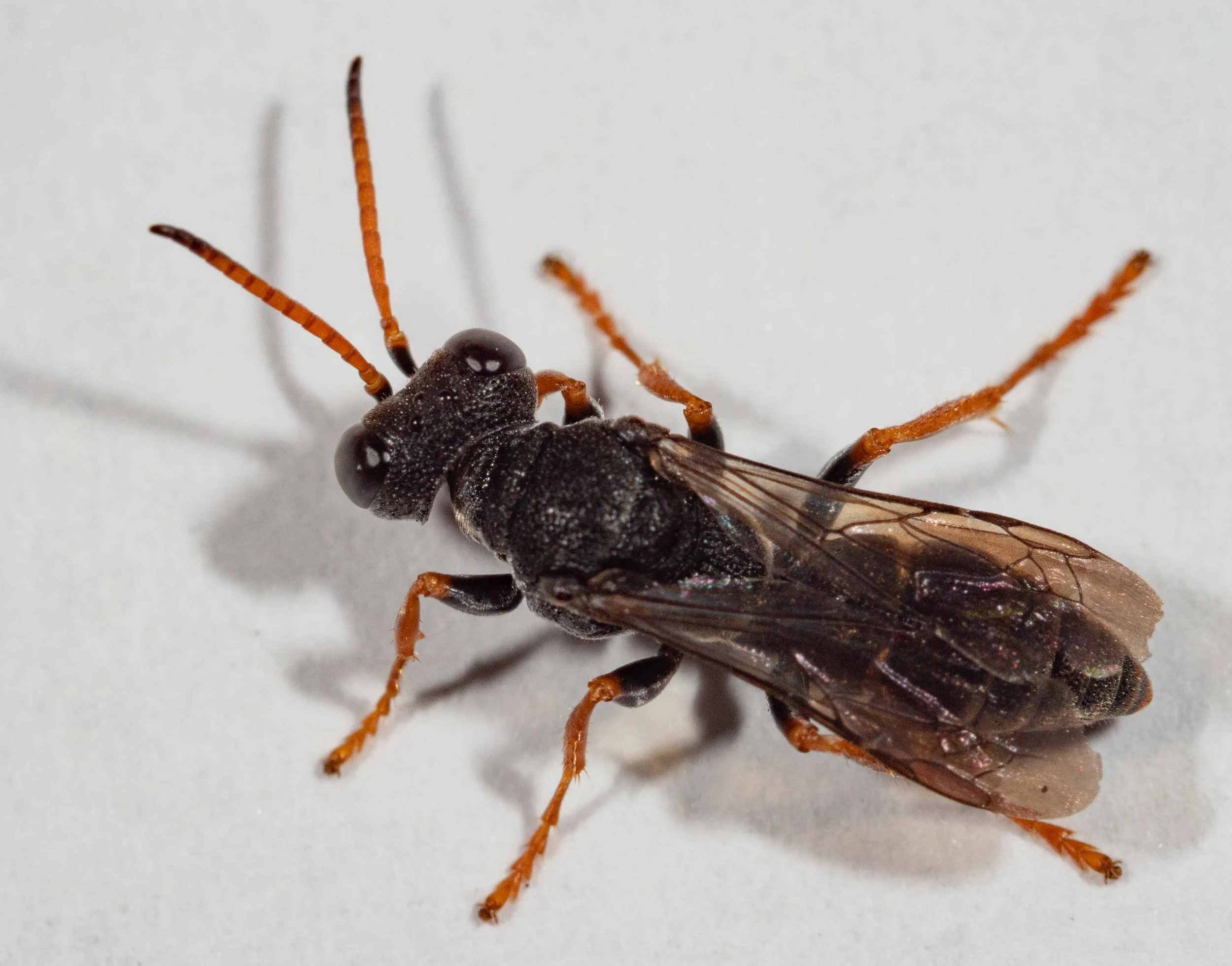 Sphodrotes punctuosa