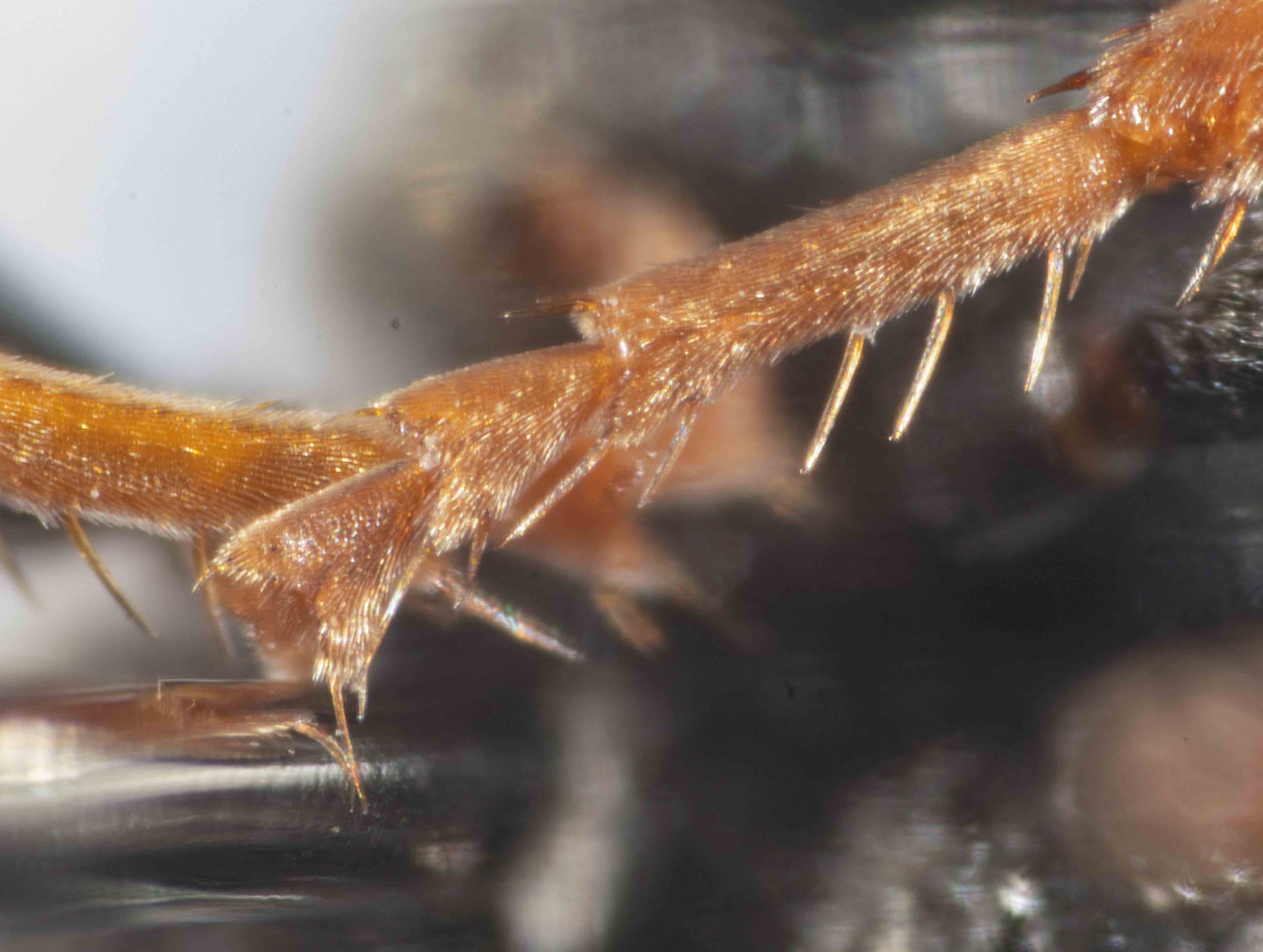   “Tarsal rake with at most six spines. Foretarsomeres II-IV with two spines distally."  