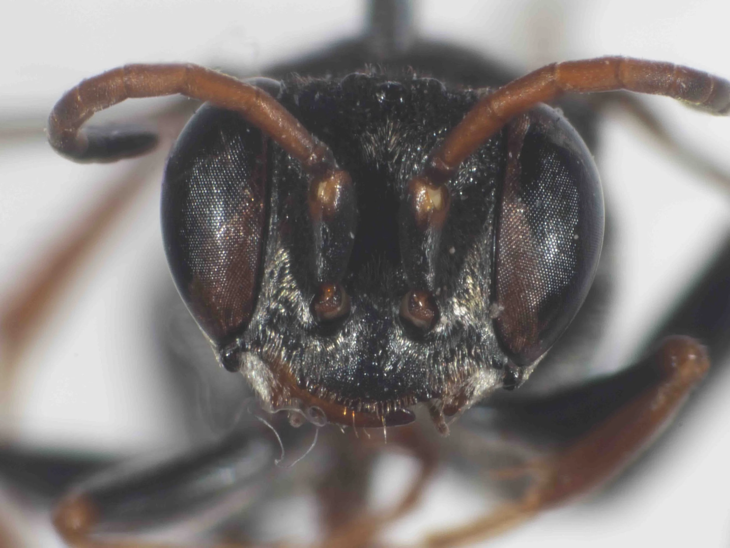   “Mainly black species”  … (including: clypeal synsclerite, femora extensively) 