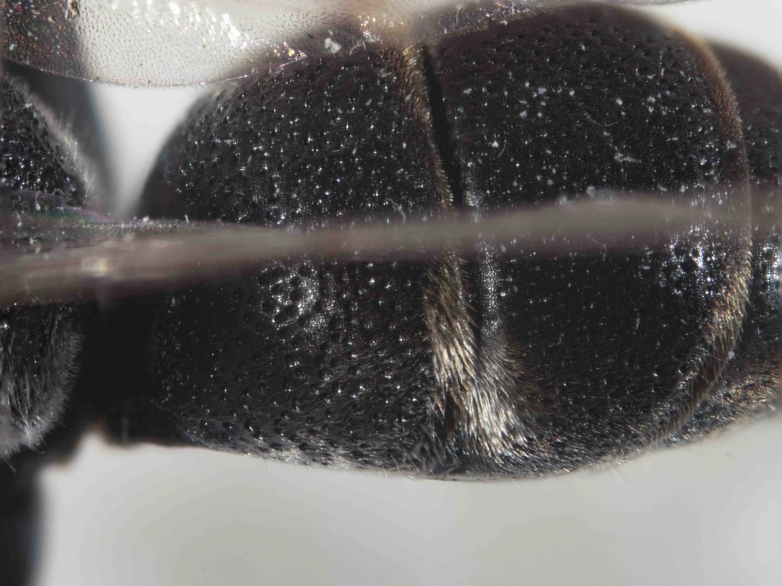   “First gastral segment not elongate … , its yellowish ferrugineous markings much reduced, absent or replaced by a reddish ferrugineous colouring. Pubescence much sparser, only slightly golden, brassy or silvery, or indistinct.”  