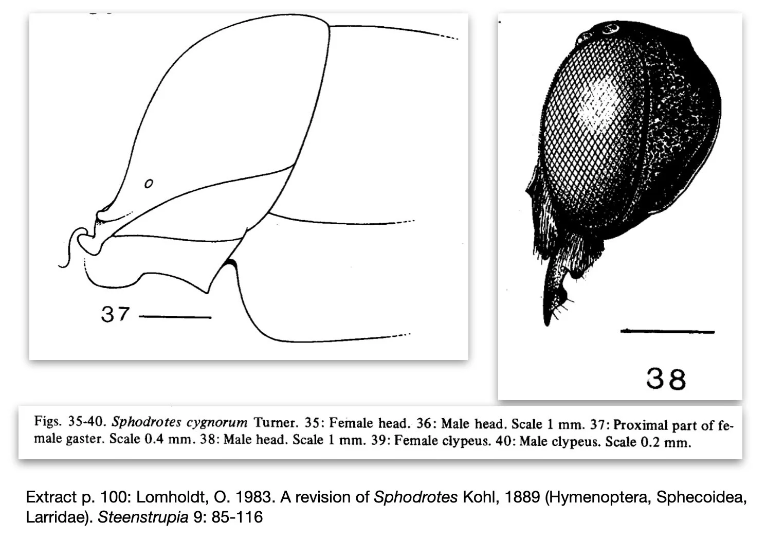  Compare to  S. cygnorum   Lomholdt doesn’t provide diagrams of S2 in  S. occidentalis , so it is difficult to assess this character. He does note that  S. occidentalis  and  S. cygnorum  are very similar, and the drawing of the male head in  S. cygn