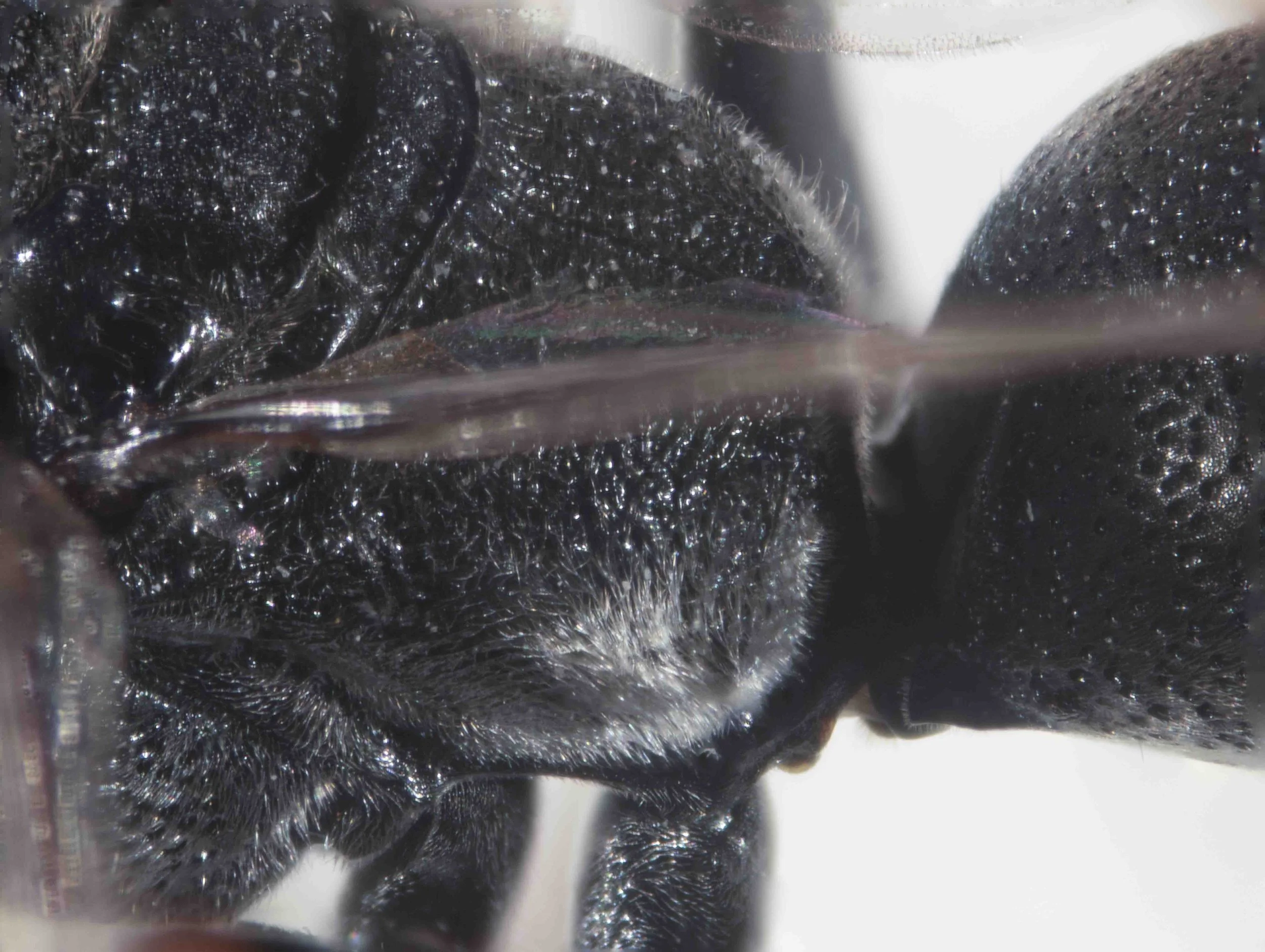   “Posterolateral faces of propodeal synsclerite almost evenly rounded, without projecting teeth, at most with a weak dilation.”  