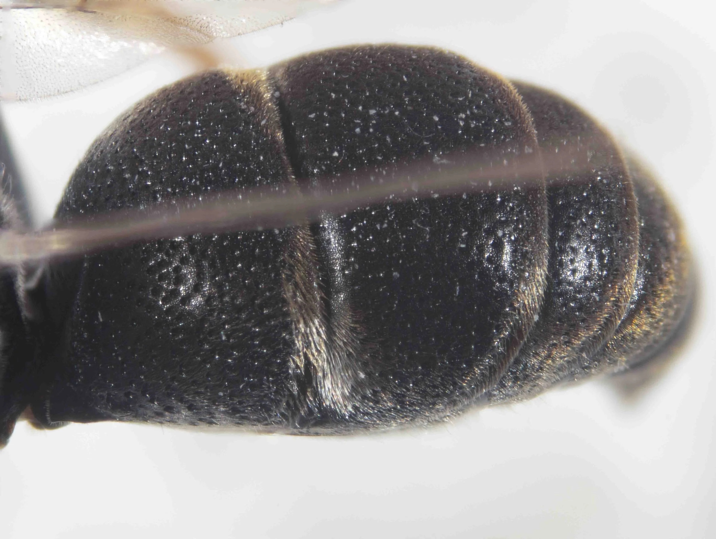   “Gaster black, terga without or with very indistinct apical ferrugineous bands.”  