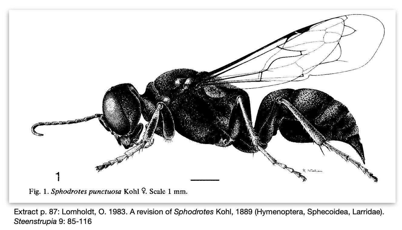 Lomholdt Sphodrotes female lateral habitus.jpg