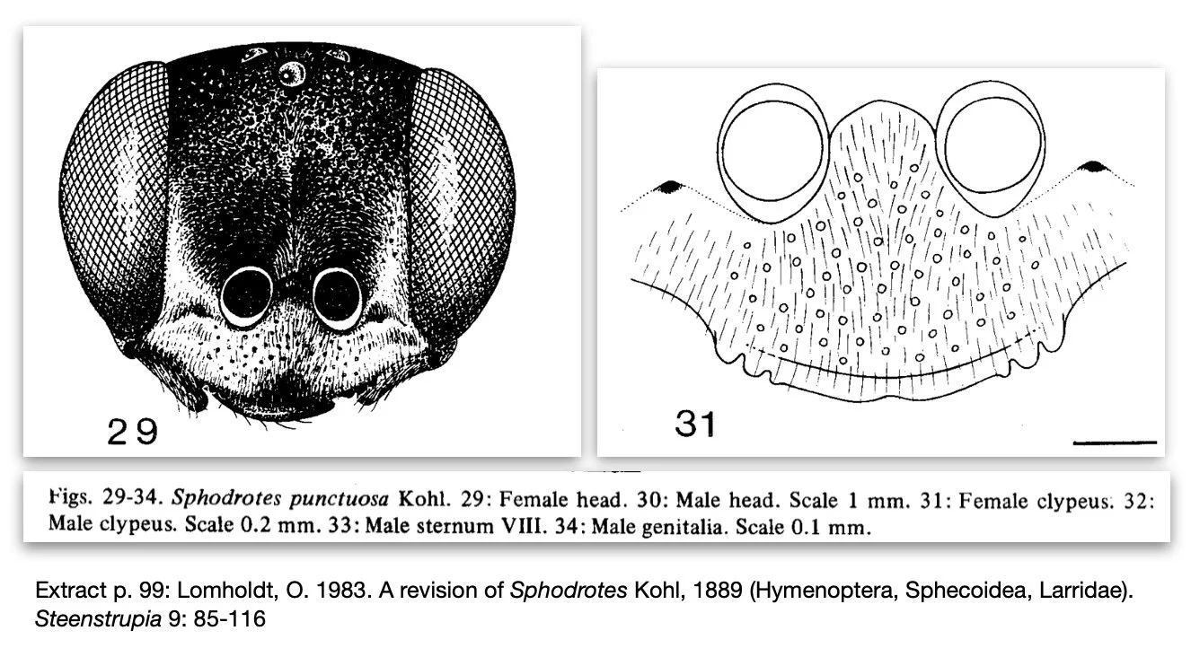  HEAD   