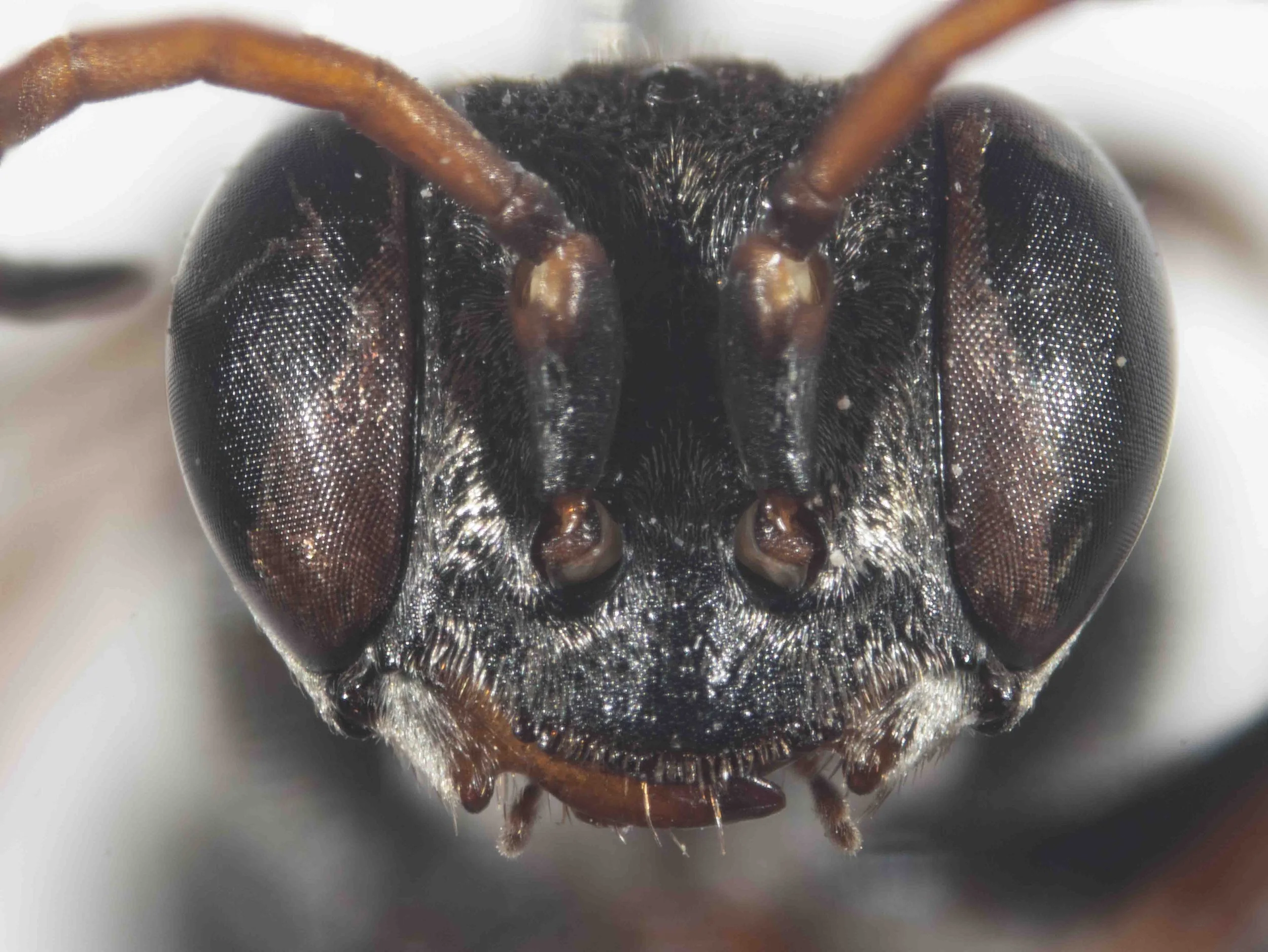  HEAD    “Lower face with silvery pubescence of varying density.”   [genus-level description:  "Inner orbita parallel or slightly converging ventrally.”  ….  “Female clypeal synsclerite (i.e. clypeus + lateroclypeus) with a wide median, slightly arcu