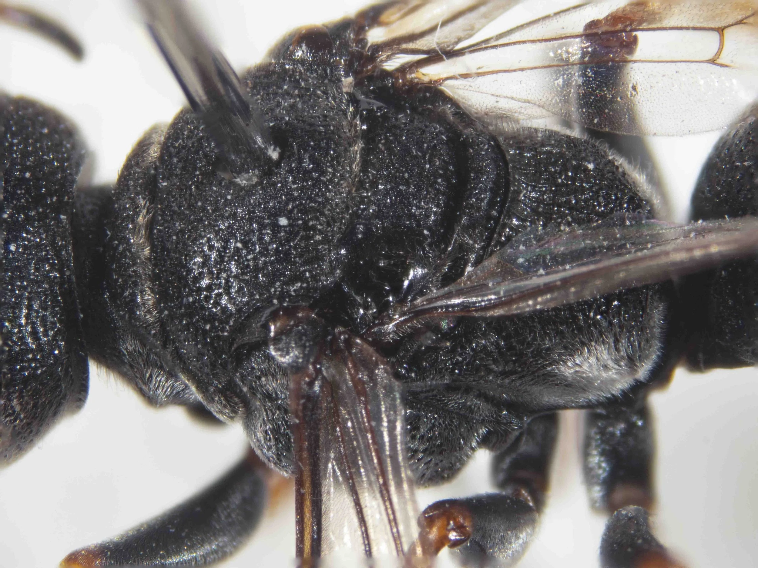  THORAX   “Thorax, inc. pronotal lobes black, strongly and densely punctate, punctation on scutum not as strong as that of frons, interstices even, finely punctate.”   [genus-level description:  “Pronotum short, collar usually with a low, median swel