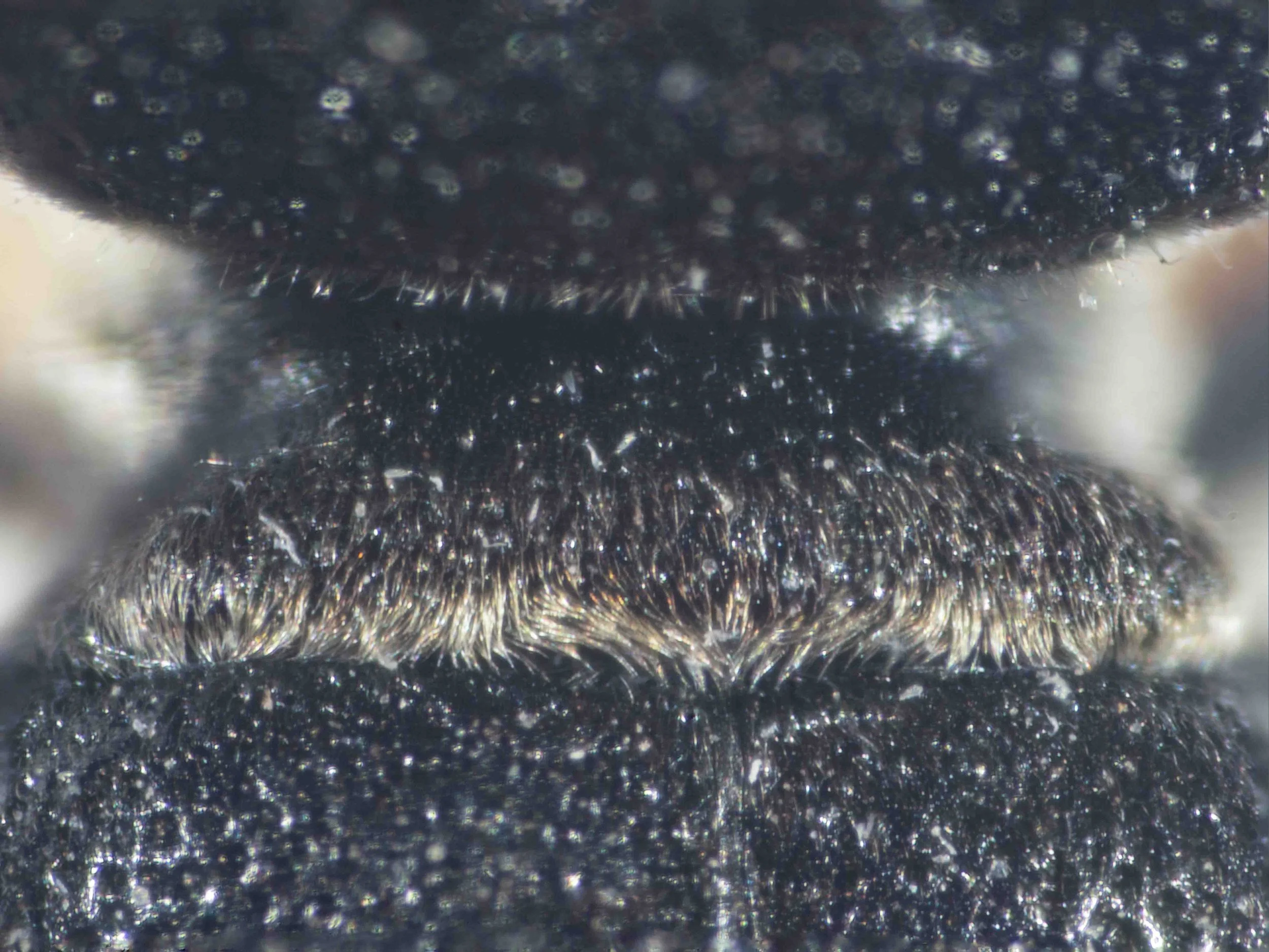  THORAX   “Pronotal collar with a small, shining, median tubercle, posterior margin with silvery or slightly brassy pubescence.”   Note: I don’t see the median tubercle described by Lomholdt. 