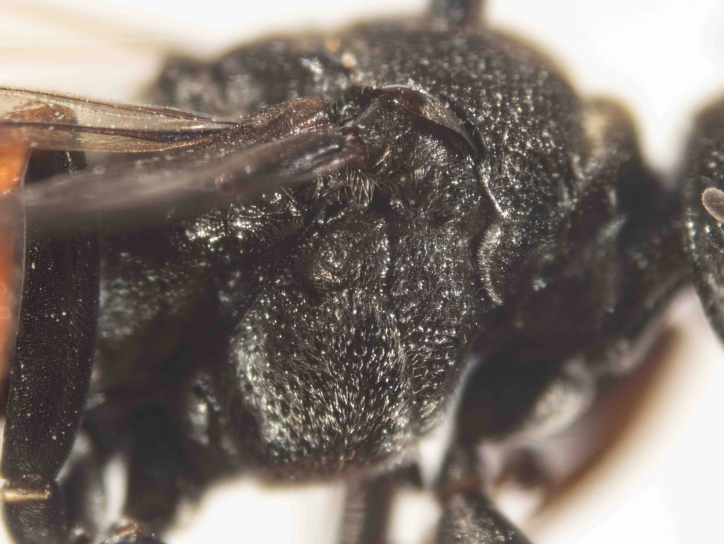  THORAX   “Anterodorsal mesopleuron very strongly sculptured, punctures pit-like. Episternal sulcus deep. Hypopimeral area with coarse, reticulo-striate sculpture. Entire mesopleuron with thin greyish-white pubescence.”  