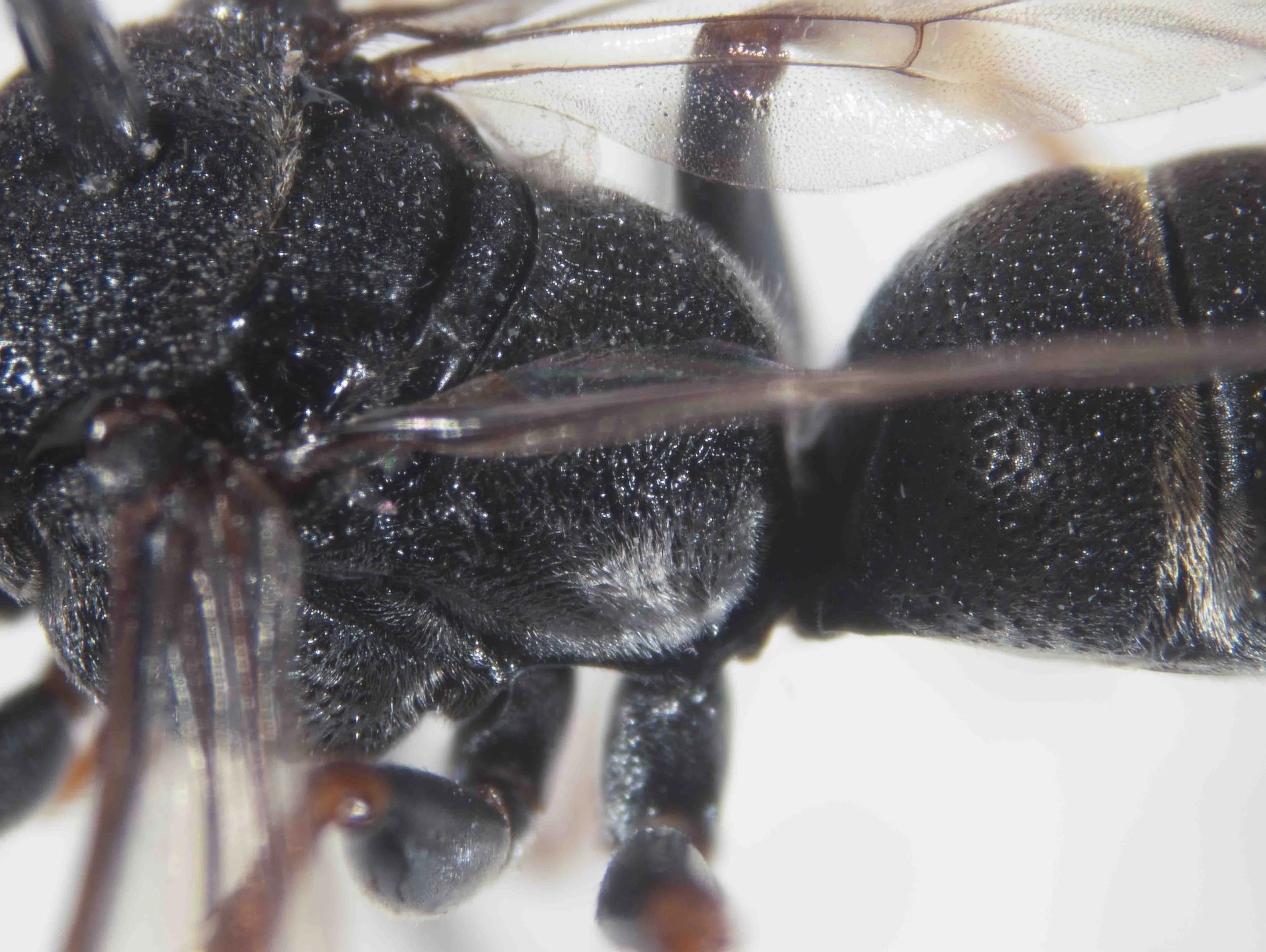  PROPODEUM   “Dorsal face with a weak, median carina (absent in some specimens), remaining surface strongly reticulate. Posterolateral areas with dense, silvery pubescence,    teeth absent or only slightly indicated.    Lateral faces coarsely striate