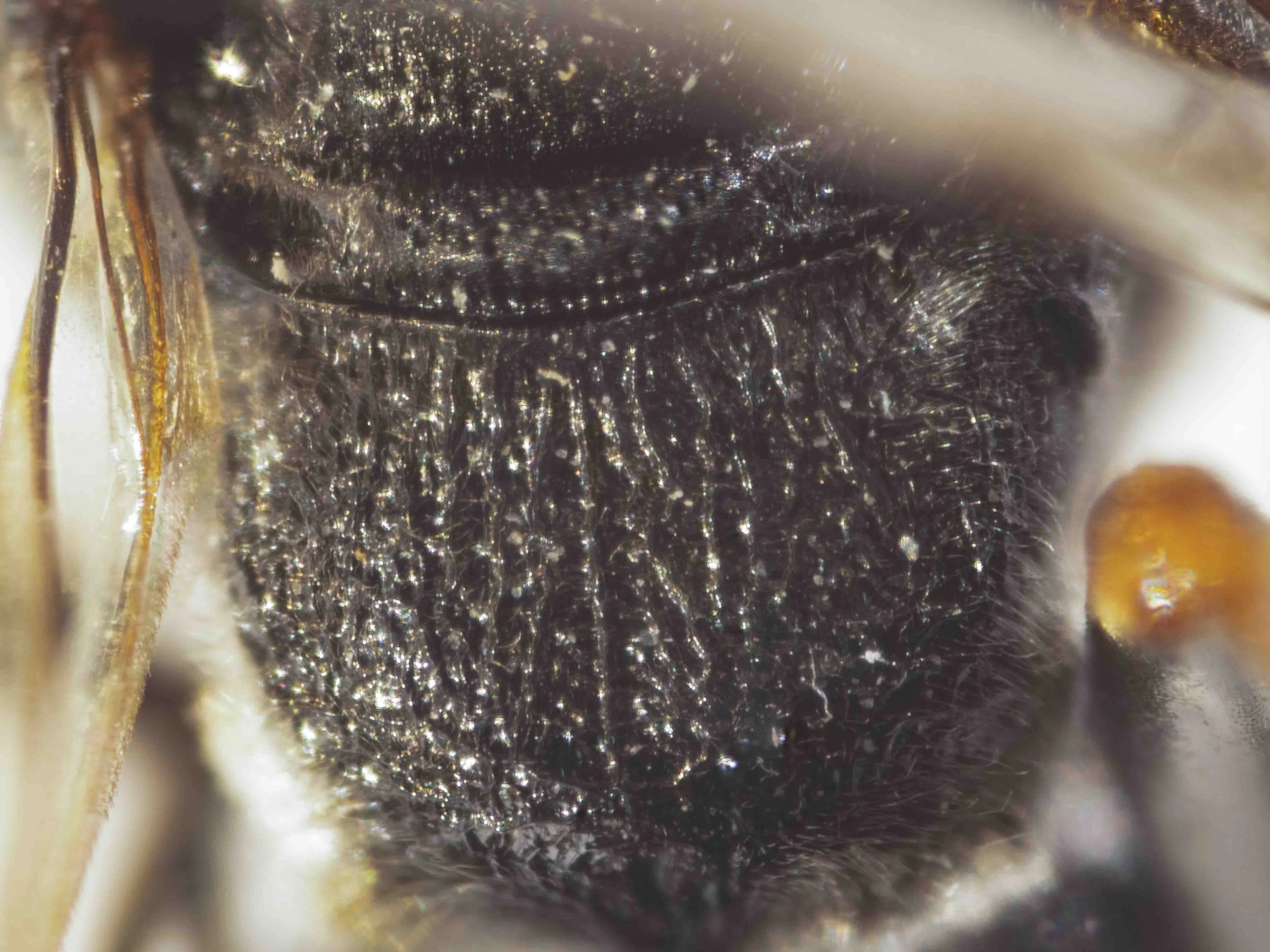  PROPODEUM   “   Dorsal face with a weak, median carina (absent in some specimens),    remaining surface strongly reticulate. Posterolateral areas with dense, silvery pubescence, teeth absent or only slightly indicated. Lateral faces coarsely striate