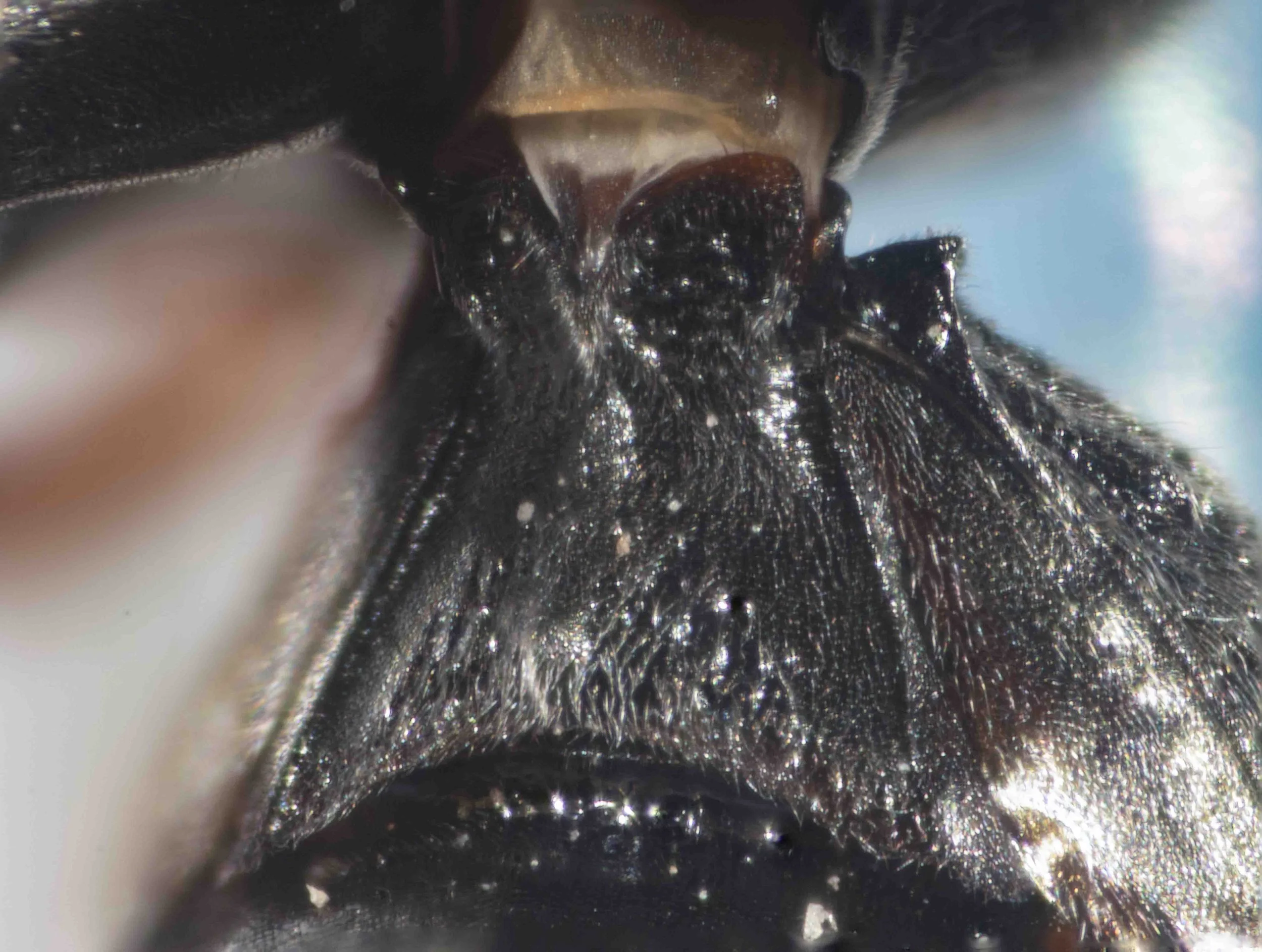  GASTER   “Sternum I with indistinct median keel, posterior tooth rather weak”.    [genus-level description:  “Tergum 1 with a laterobasal, strongly raised, almost angularly projecting lamella. Sternum 1 (except in  prima ) with a median vault or car
