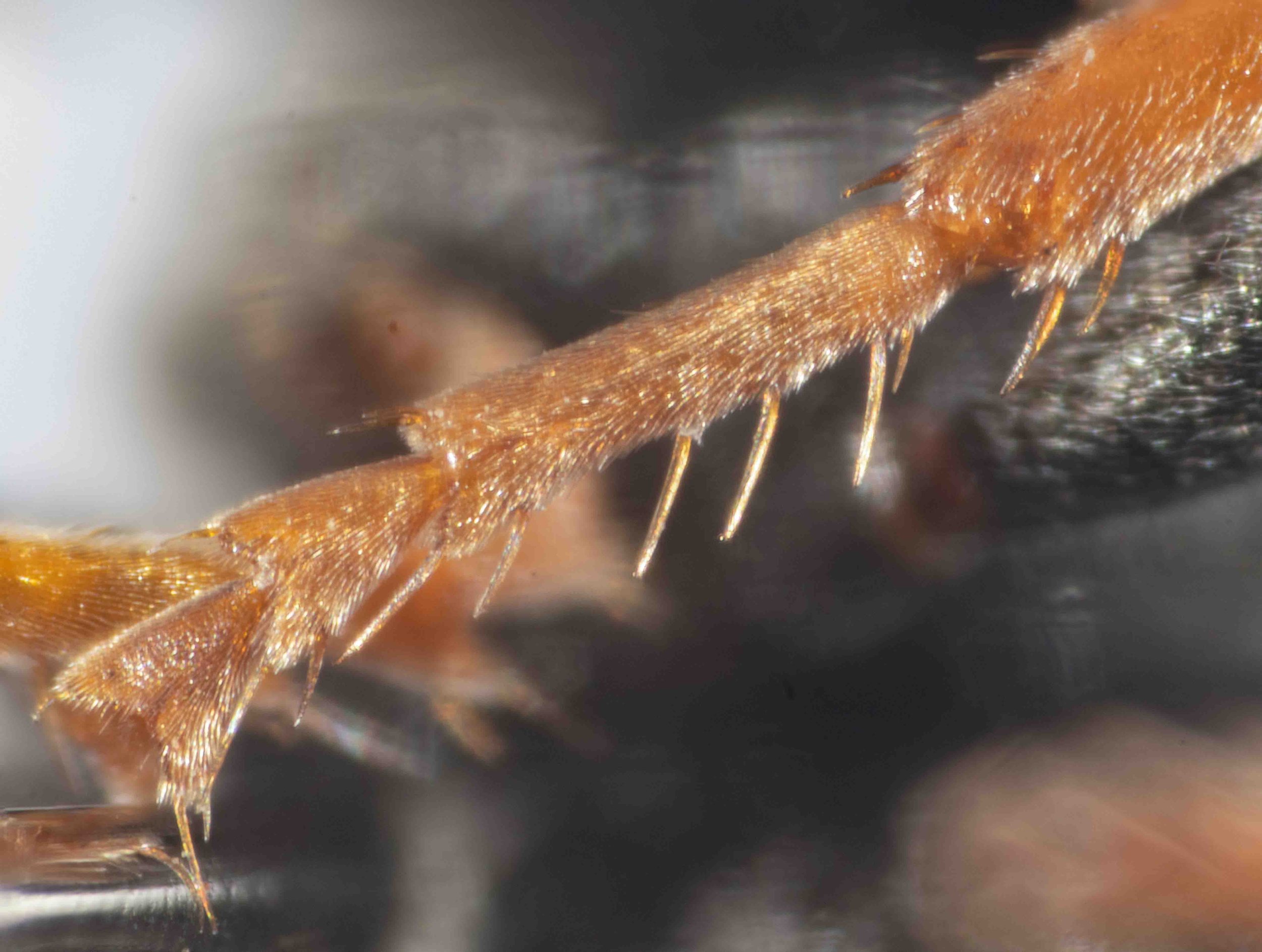  LEGS   “Foremetatarsus with 5-6 rake spines of which the distal one is distinctly shorter than the second tarsal segment.”   [genus-level description:  “Females with well developed tarsal rake and – at least indications of – a psammophore.” ] 