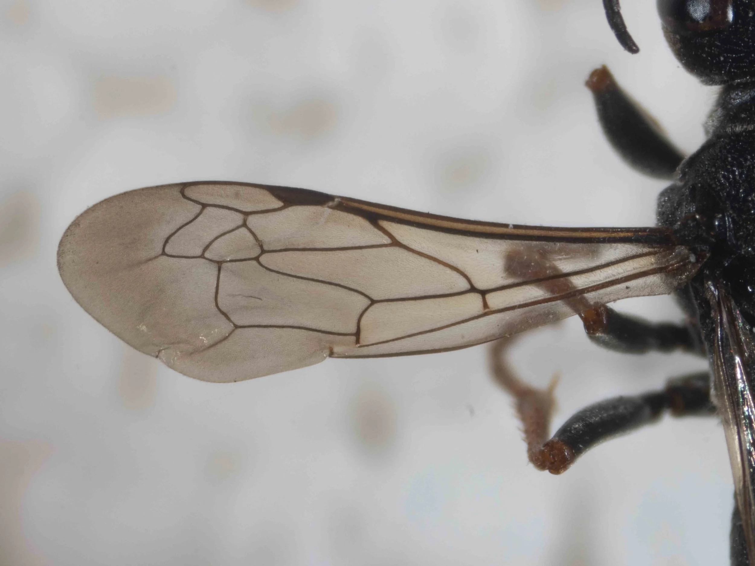  WINGS   “Wings slightly infumate.”   [genus-level description:  “Forewings with three submarginal cells of which the second is petiolate. Both recurrent veins received by the second submarginal cell, or the first being interstitial, or even joining 