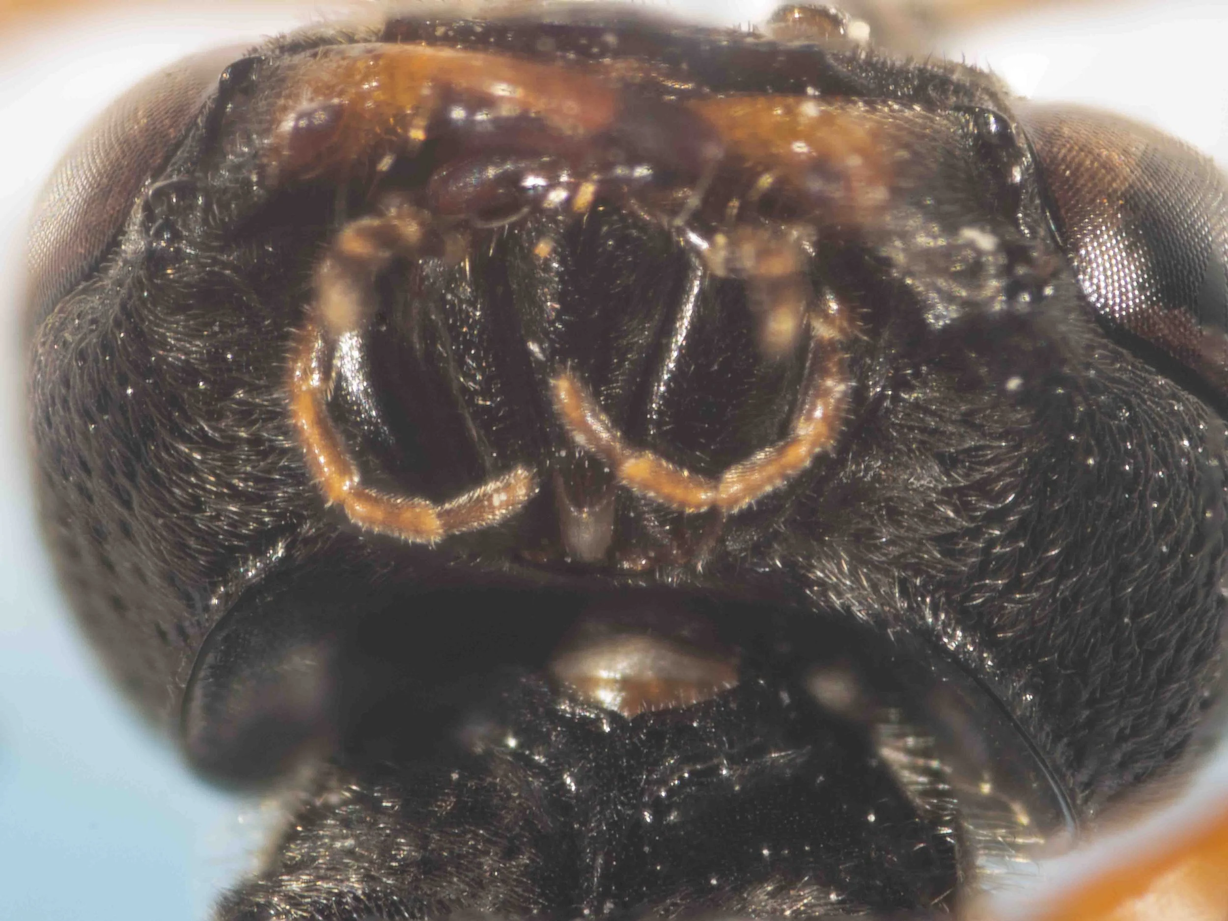  HEAD    [genus-level description:  “Occipital carina usually highly raised, not joining hypostomal carina.” ] 