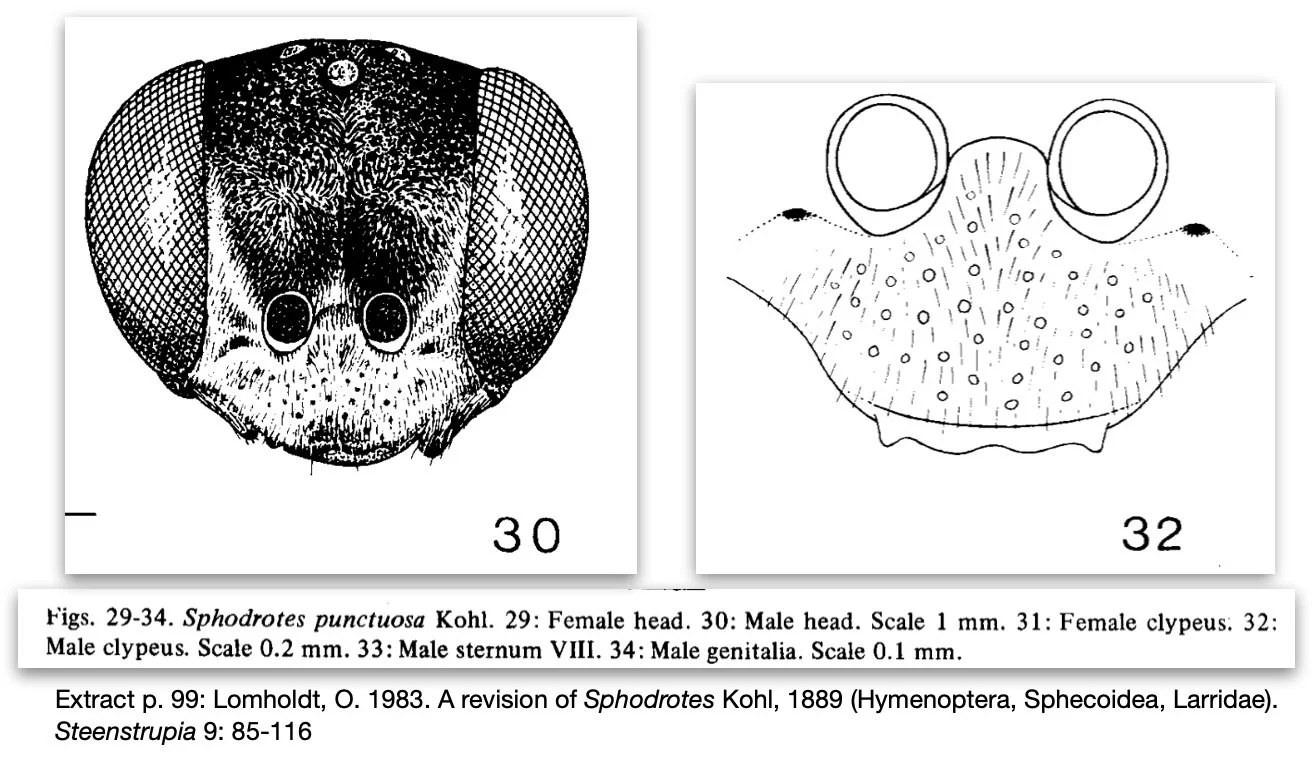  HEAD 