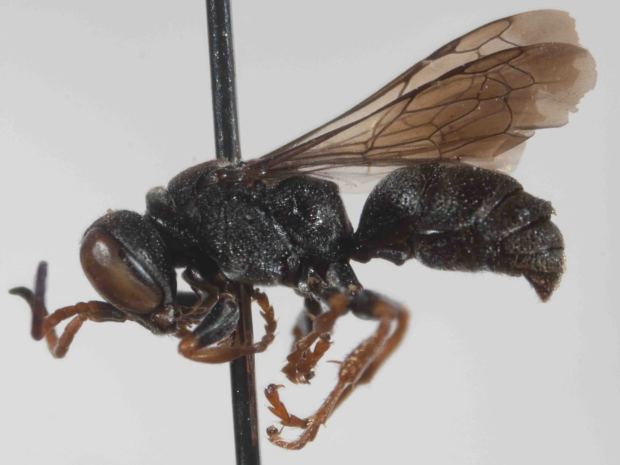   “Mainly black species”  … (including: thorax &amp; propodeum in the male) 