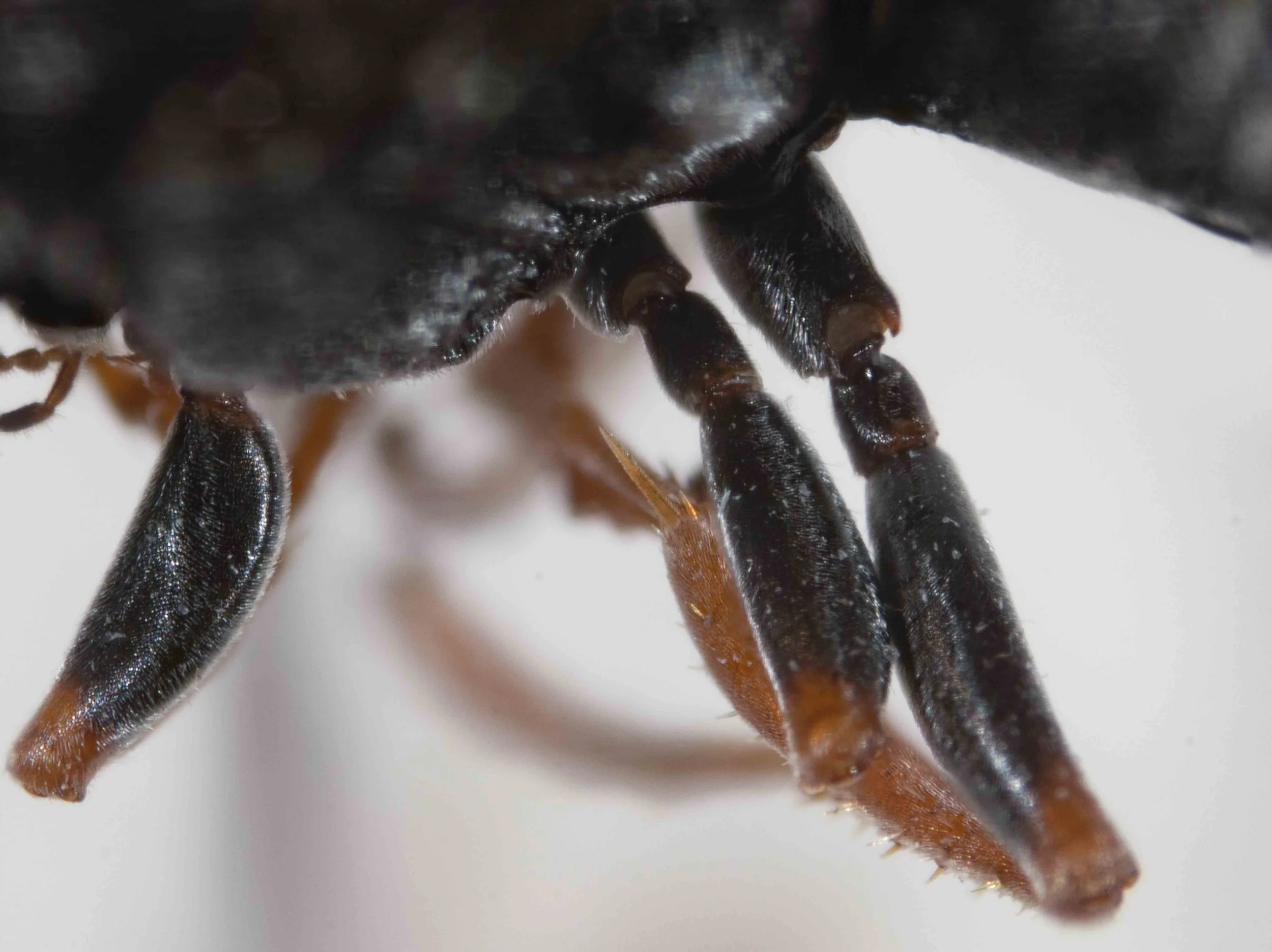   “Trochanters and proximal part of femora black or brownish.”   (this image: dorsal view, anterior to left) 