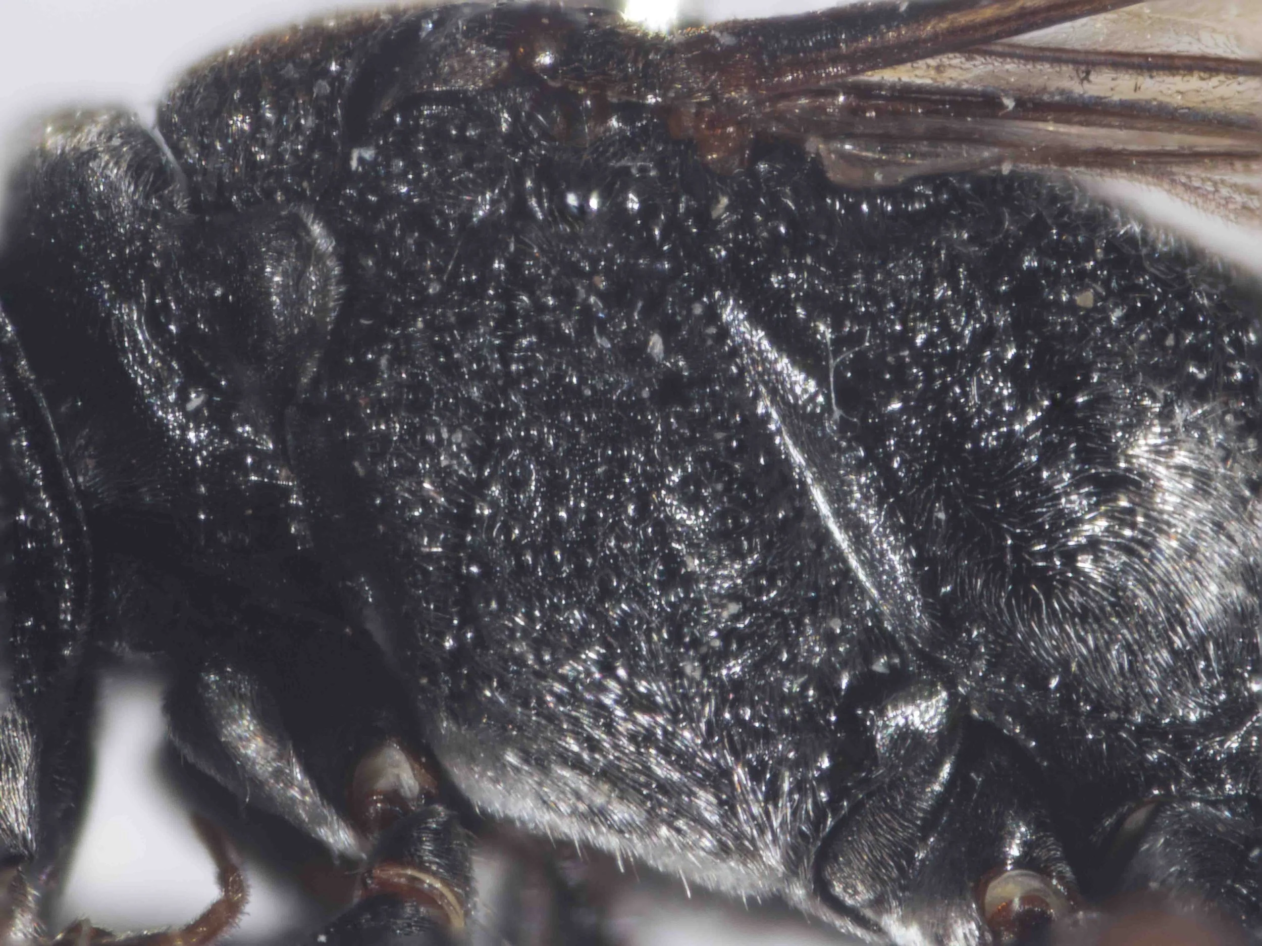   “Pronotal lobes rounded.” … “Mesopleuron with sparser, silvery or brassy pubescence.”  