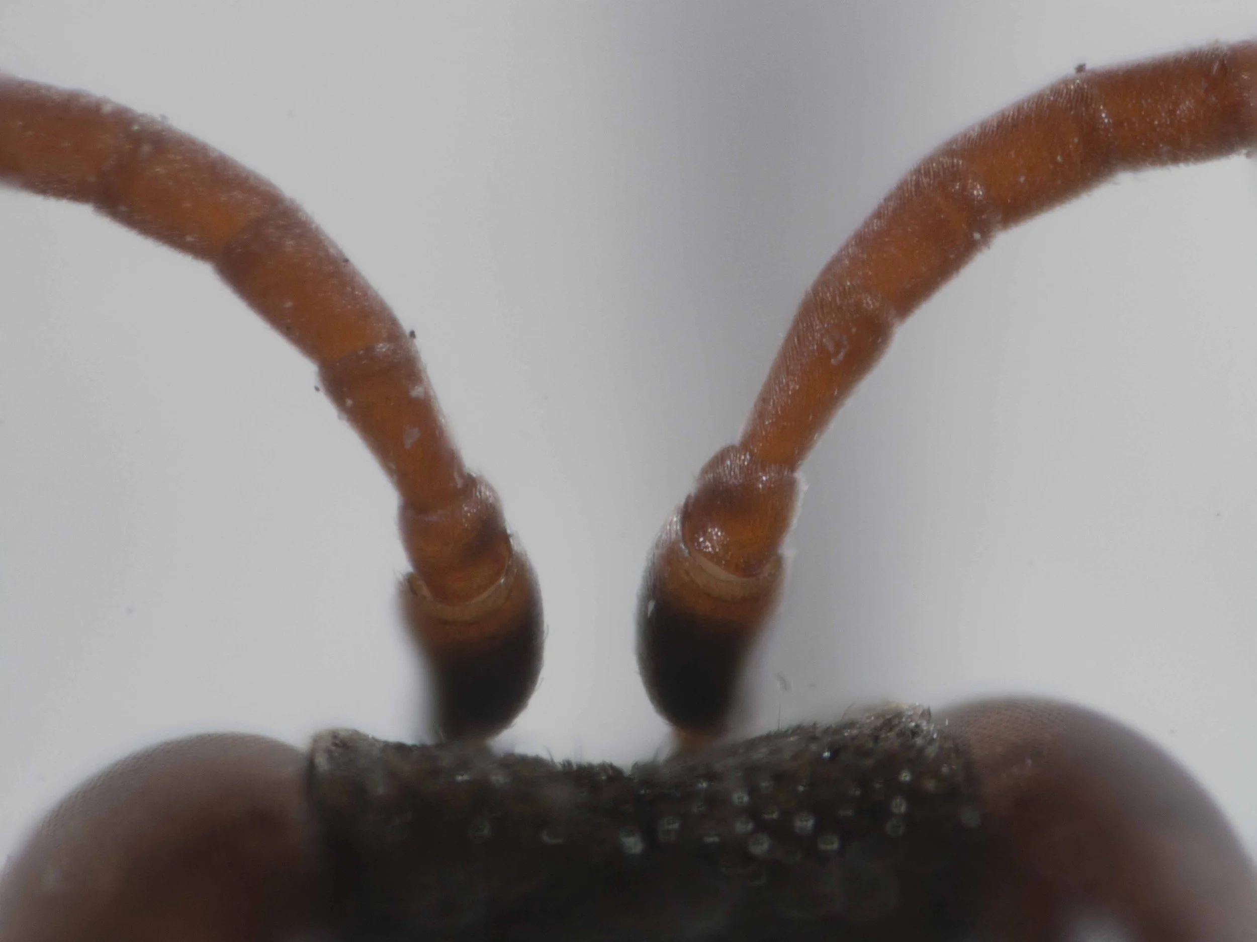   “Tyloidea indistinct or absent.”   (this image: dorsal view scape, pedicel and proximal antennomeres)  [genus-level description:  “Proximal flagellar segments with distinct tyoidea in some males. These segments with concave dorsal faces.” ] 