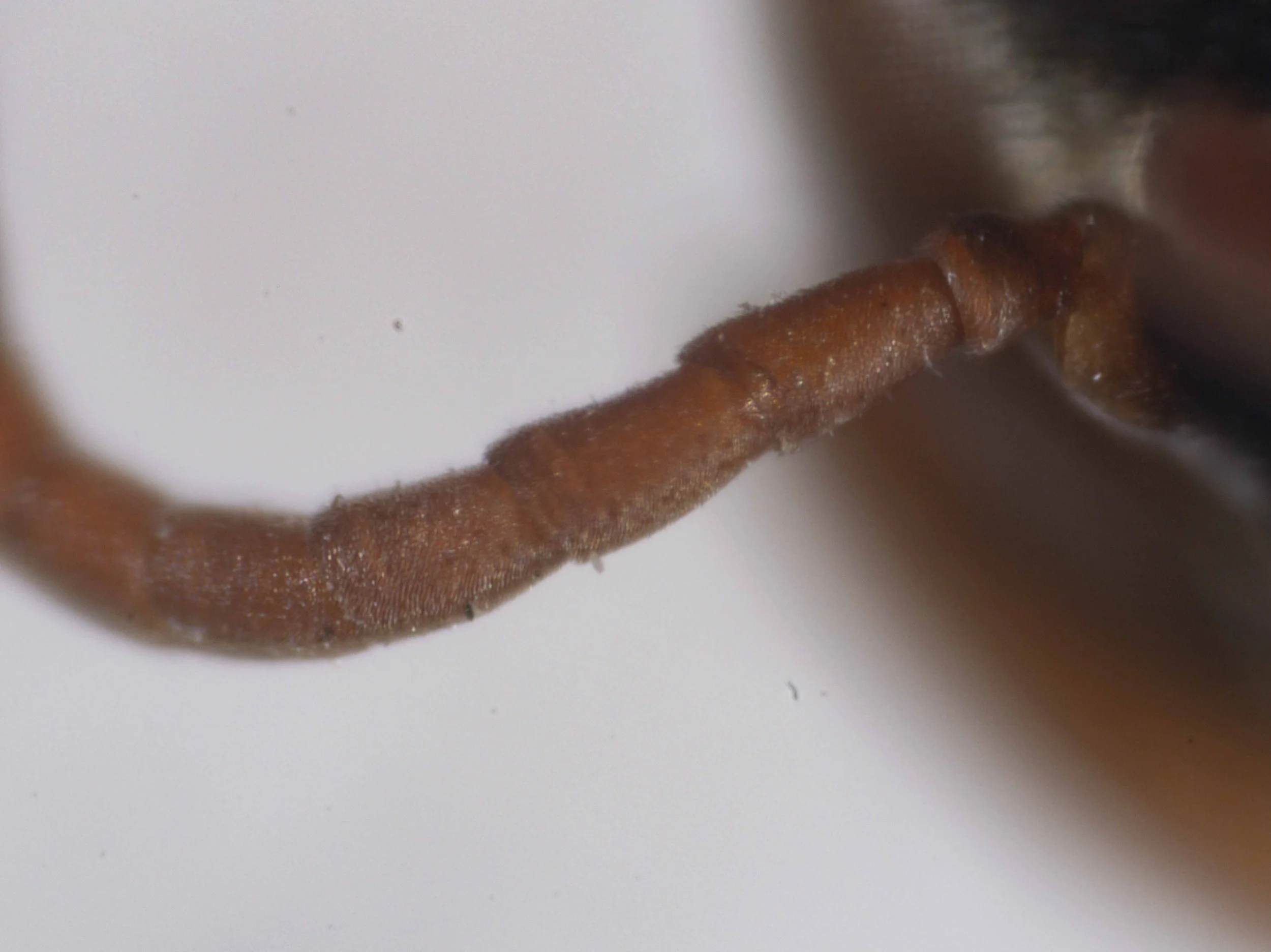   “Tyloidea indistinct or absent.”   (this image: dorso-lateral view scape, pedicel and proximal antennomeres)  [genus-level description:  “Proximal flagellar segments with distinct tyoidea in some males. These segments with concave dorsal faces.” ] 