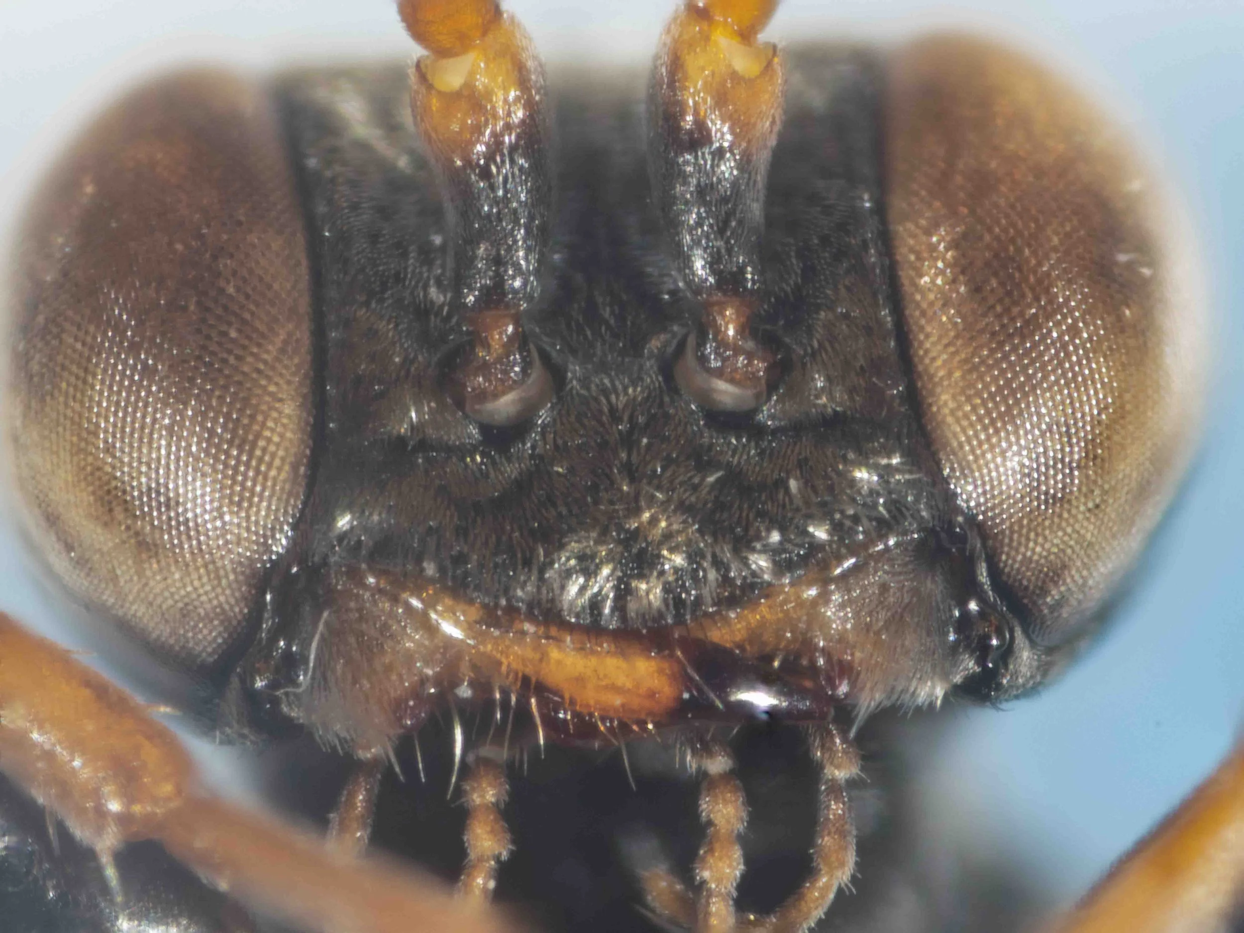  HEAD   “Clypeal outline as in Fig. 32.”  