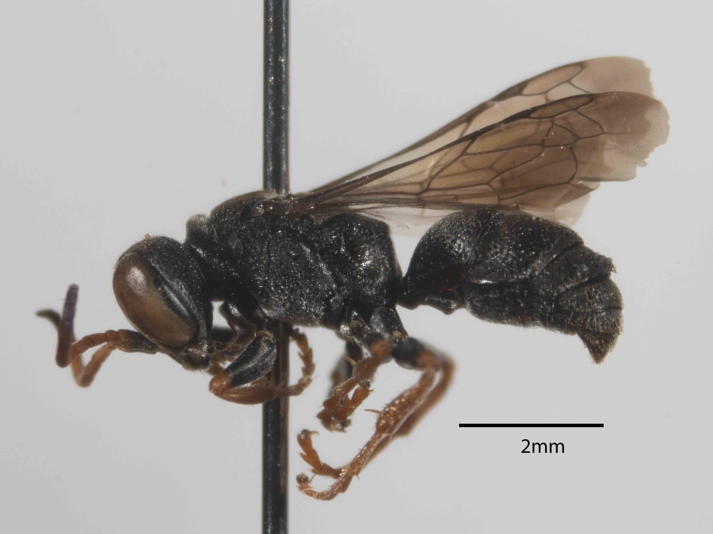  BODY LENGTH  Based on 16 specimens, Lomholdt gave the size range as 8-10mm.  2512C has a body length of ~7.5mm 
