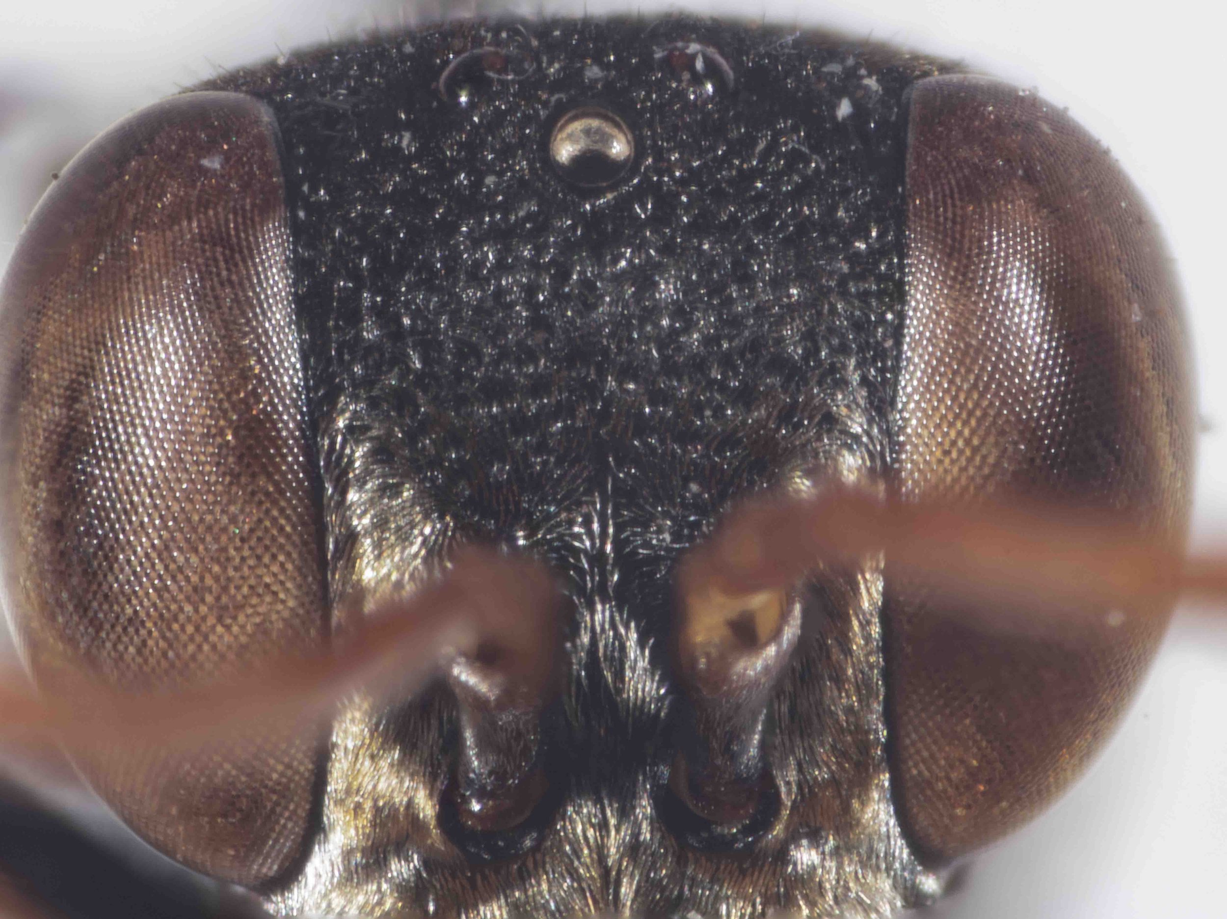  HEAD   “Punctation on frons much denser and stronger, interstices narrower, micropunctation finer. Frontal line distinct in some specimens. Facial fovea absent.”   Note: There is a trace of a frontal line in the lower half of the frons of 2512C. 