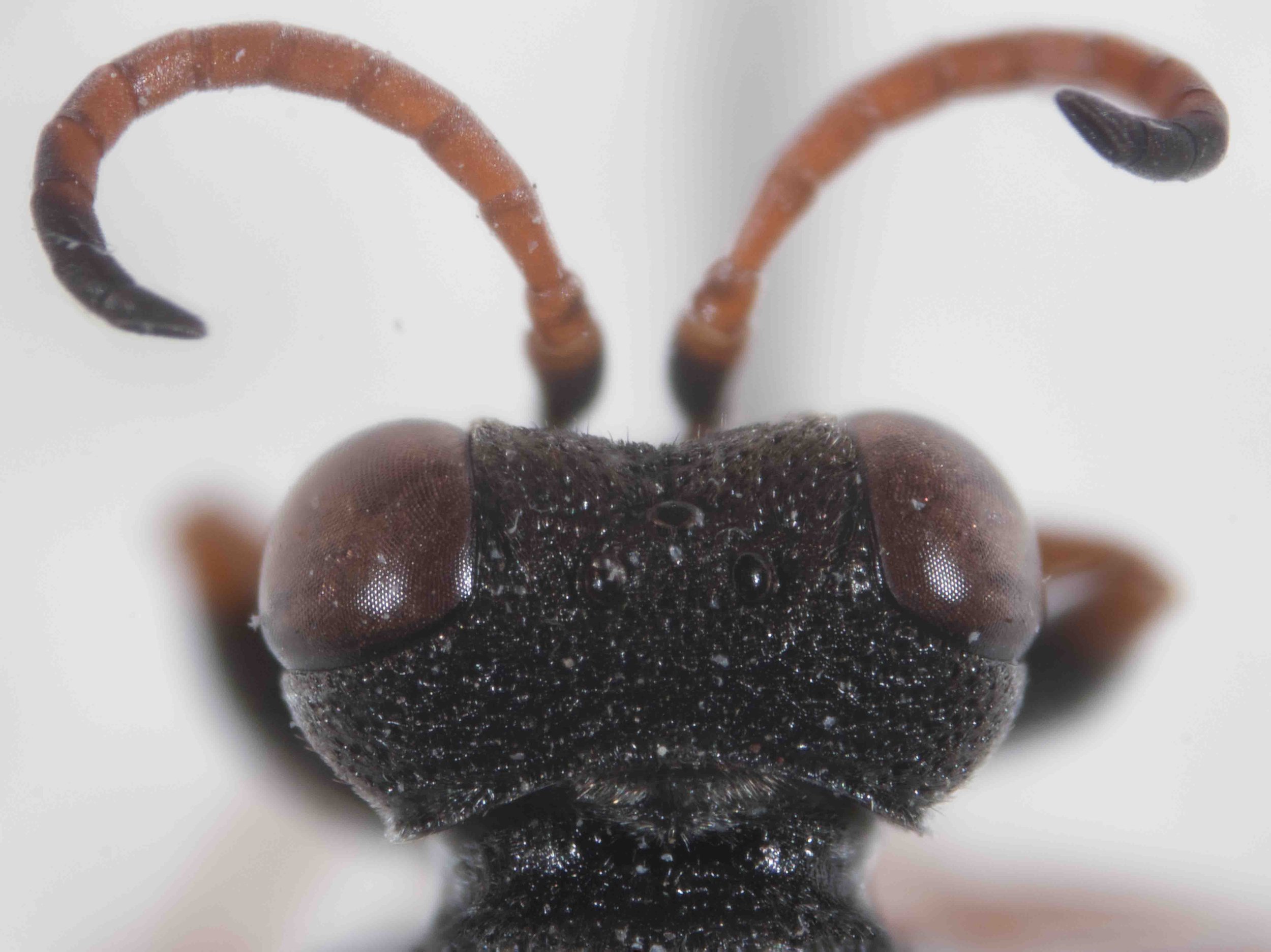  HEAD   “Antennae long, first flagellomere almost twice as long as wide (15:8).”  