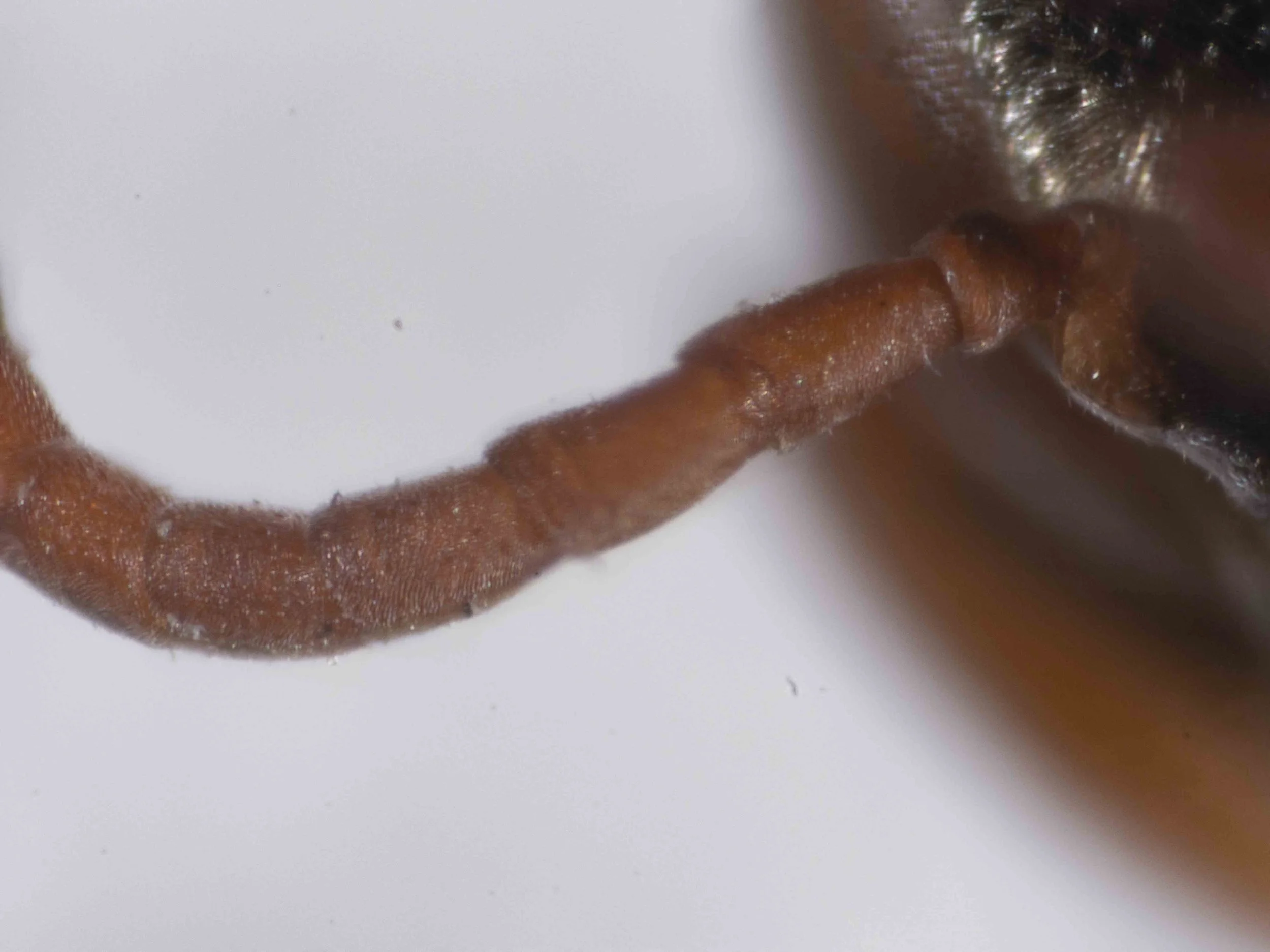  HEAD   “Antennae long, first flagellomere almost twice as long as wide (15:8). Proximal flagellar segments light ferrugineous ventrally to quite light ferrugineous. Tyloidea absent or only very slightly indicated. Proximal flagellar segments conical