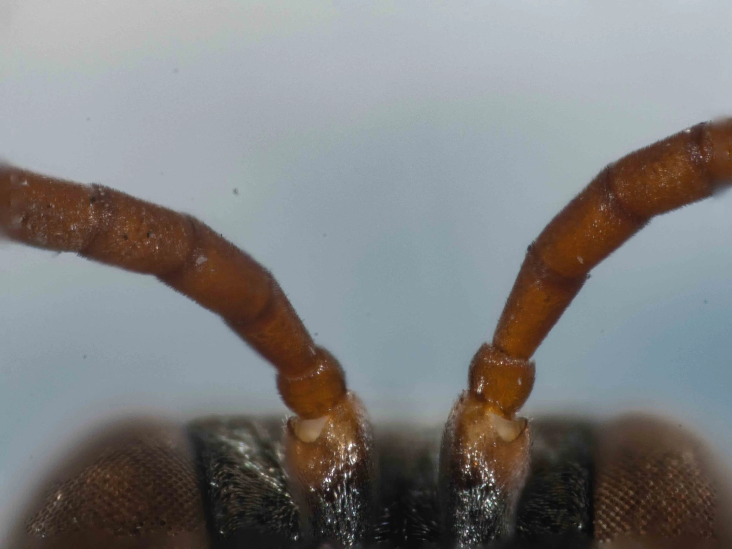  HEAD   “Antennae long, first flagellomere almost twice as long as wide (15:8). Proximal flagellar segments light ferrugineous ventrally to quite light ferrugineous. Tyloidea absent or only very slightly indicated. Proximal flagellar segments conical
