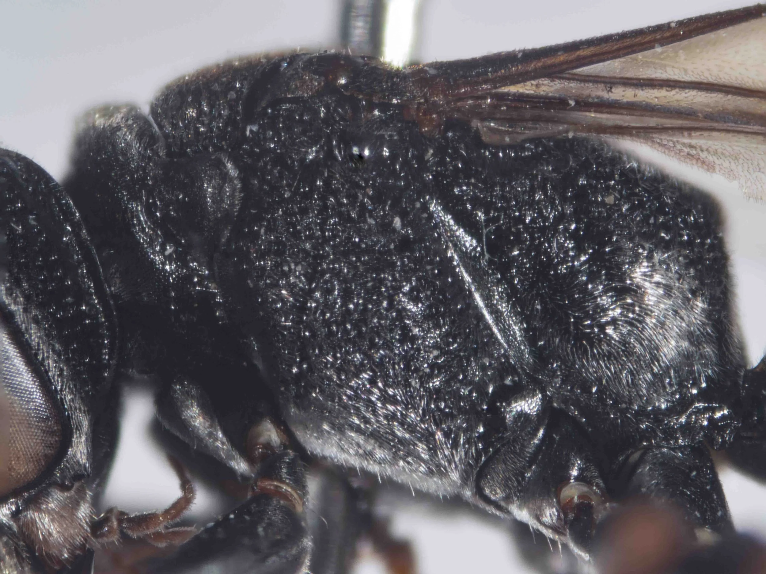  THORAX   “Pronotal lobes slightly ferrugineous transparent in some specimens.”   Note: pronotal lobe entirely black in 2512C 