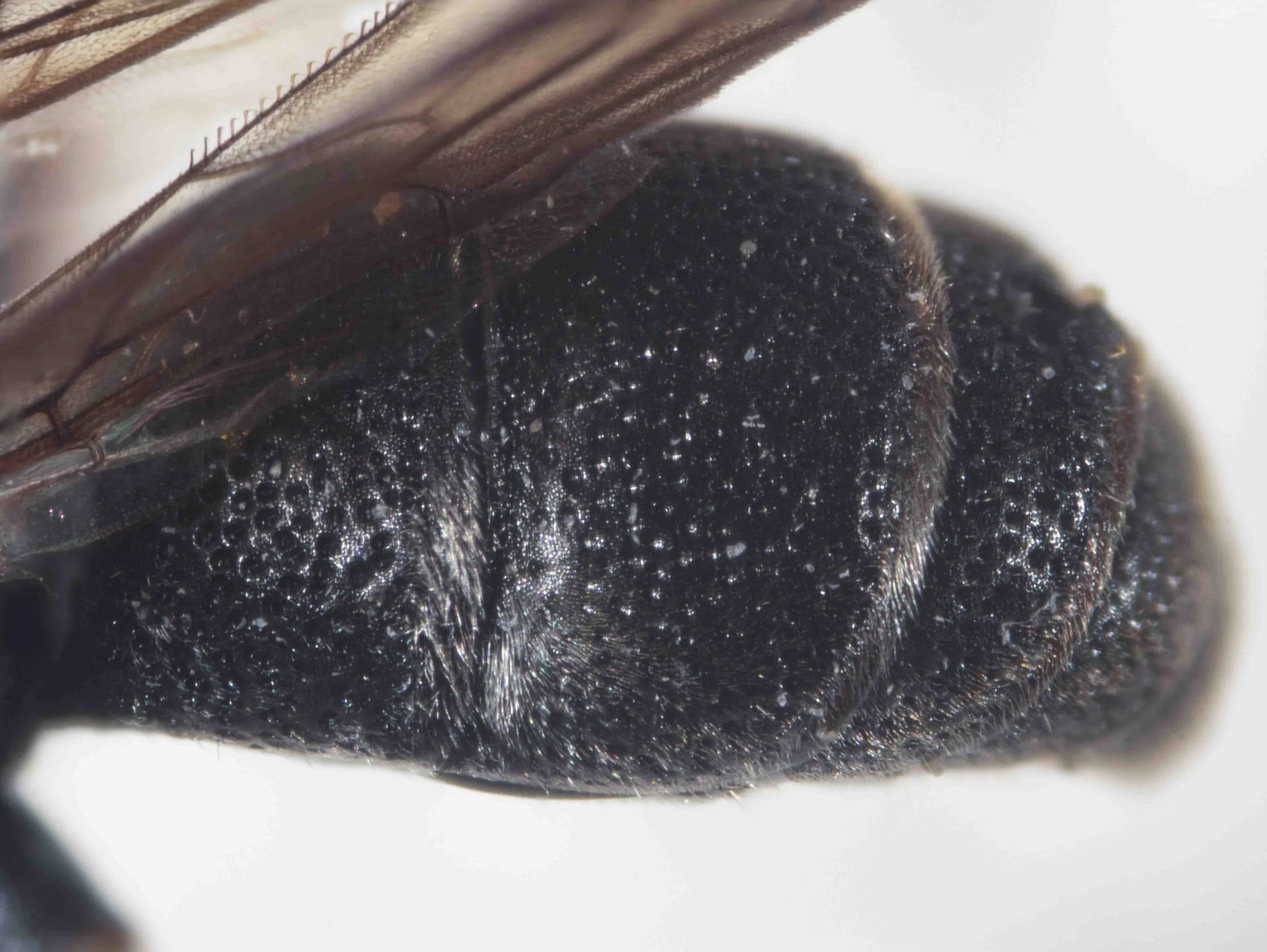  GASTER   “Thoracic, propodeal, and gastral sculpture stronger and denser.”  