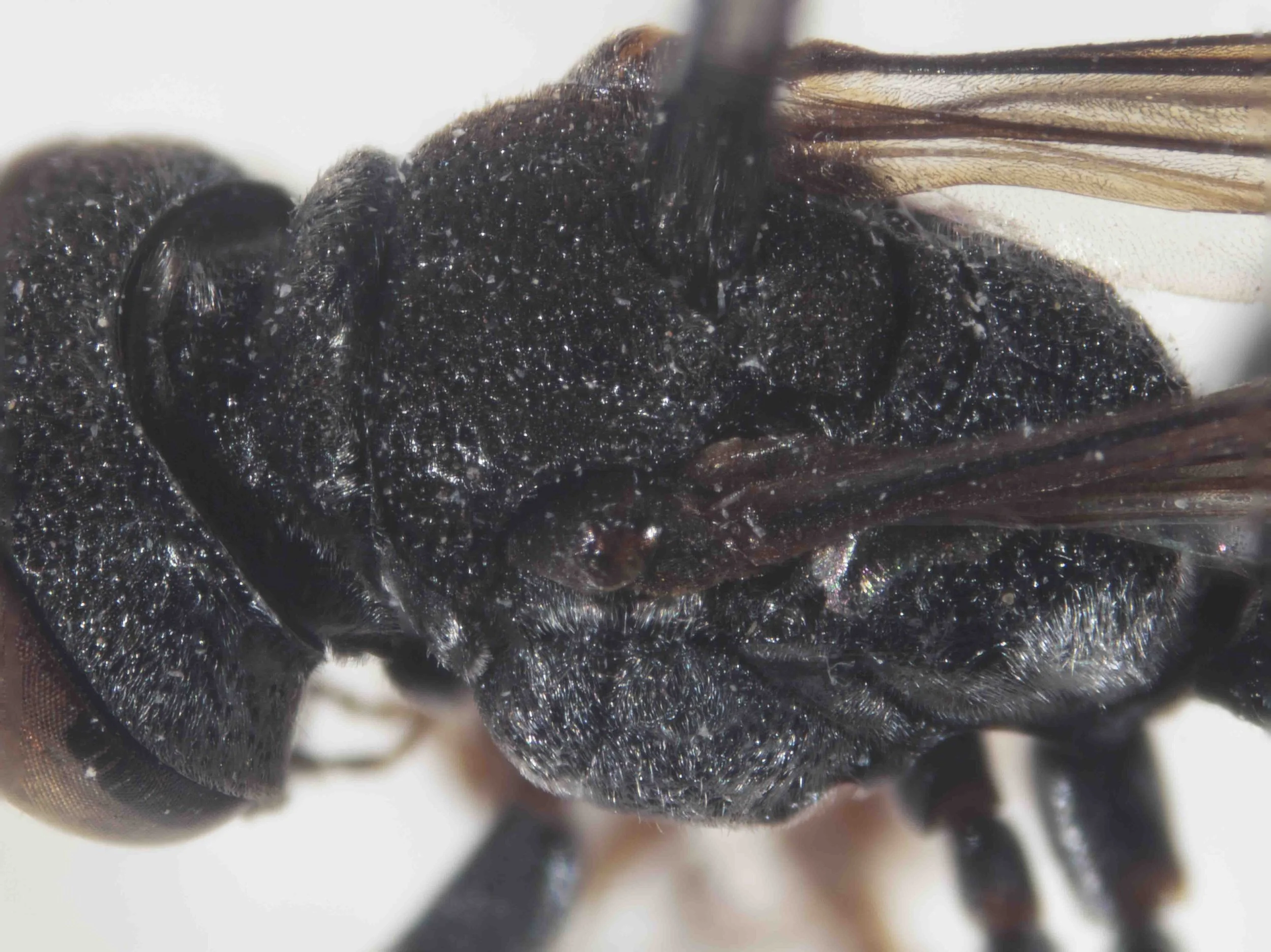  THORAX   “Thoracic, propodeal, and gastral sculpture stronger and denser.”  