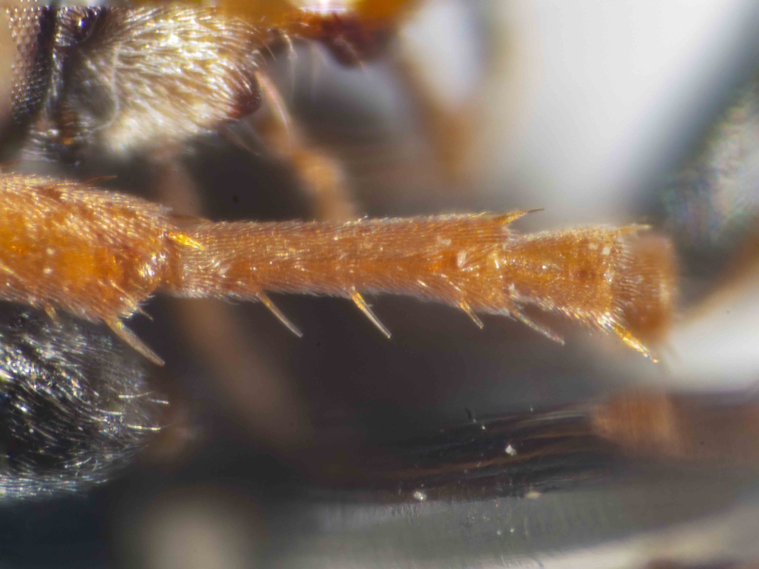  LEGS   “Metatarsus I with 4-5 rake spines.”  