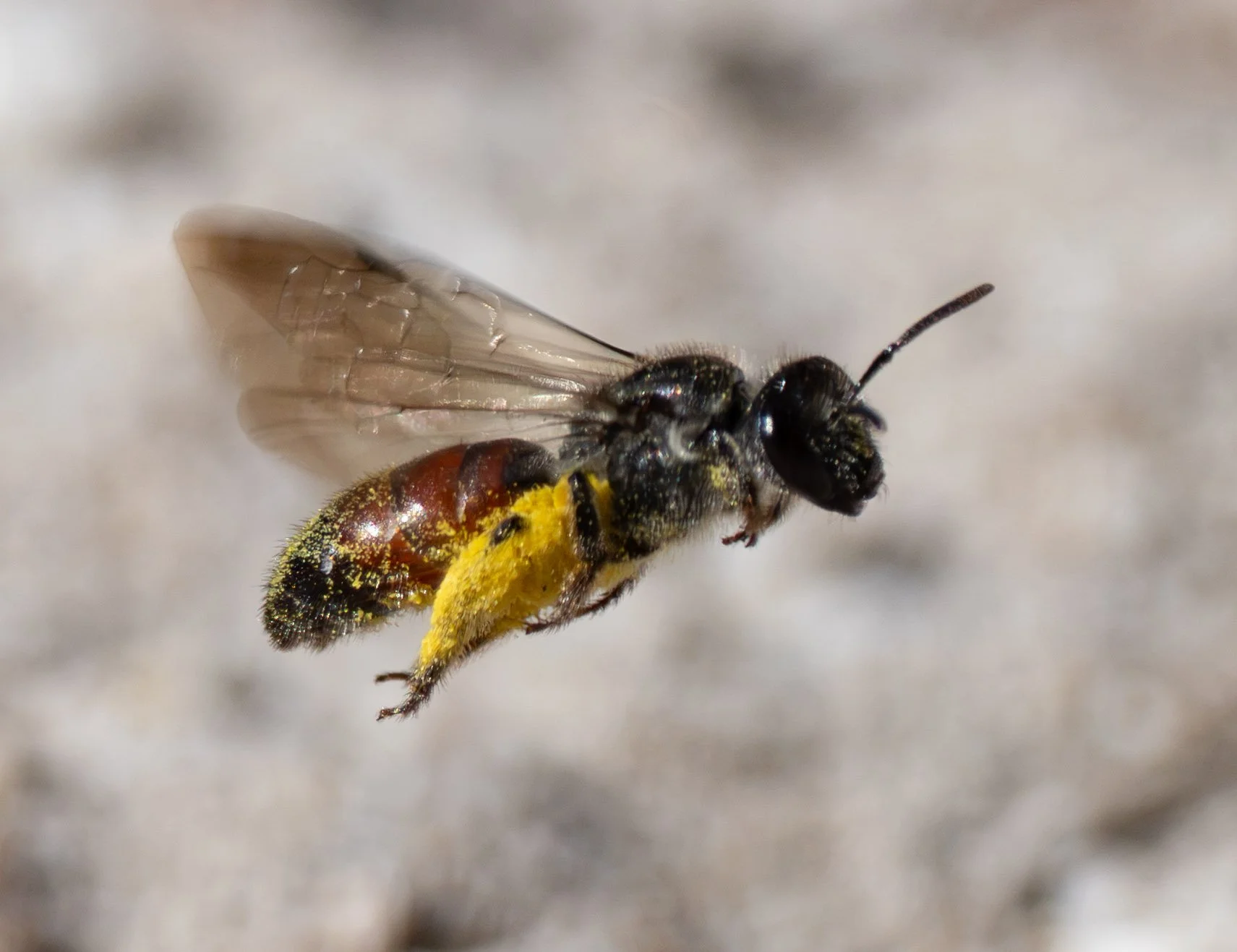  Within two weeks of my first sighting, a group of these small(ish) bees are actively provisioning their nests. The ground is firm-packed sand and small gravel, relatively bare of vegetation.    Lasioglossum (Parasphecodes)  [21st Aug] 