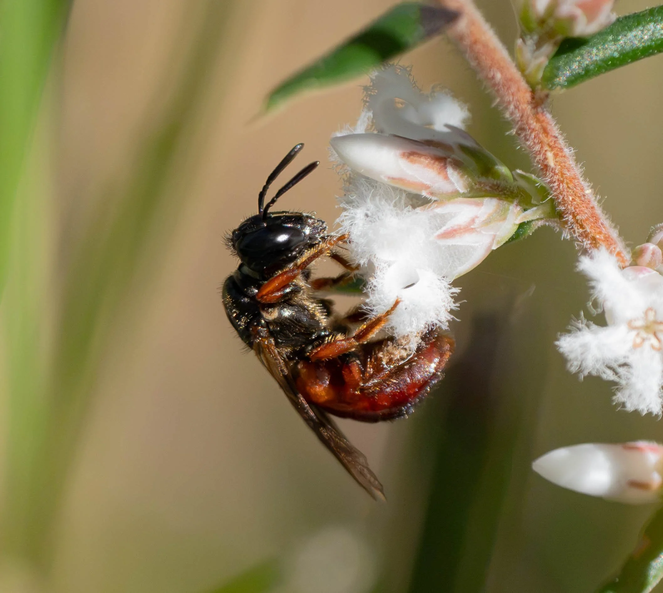  The small, fuzzy white flowers of  Styphelia ericoides  are a magnet for insects. The plants start to bloom in July, but for several weeks the principal visitors are small flies. Then, quite suddenly,  Exoneura  appear.    Exoneura  [21st Aug] 
