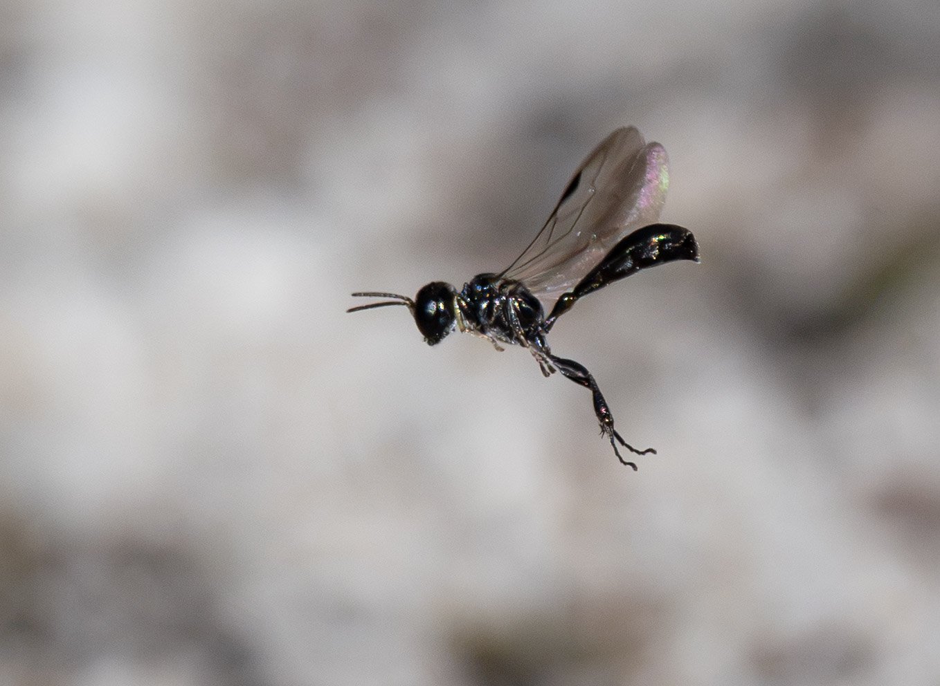  The first sightings of the season … and we have been on the lookout! These tiny, slender wasps are now actively nesting in their usual patch of dirt.  This is a species we’ve come to know well, having closely monitored their nesting activites over t
